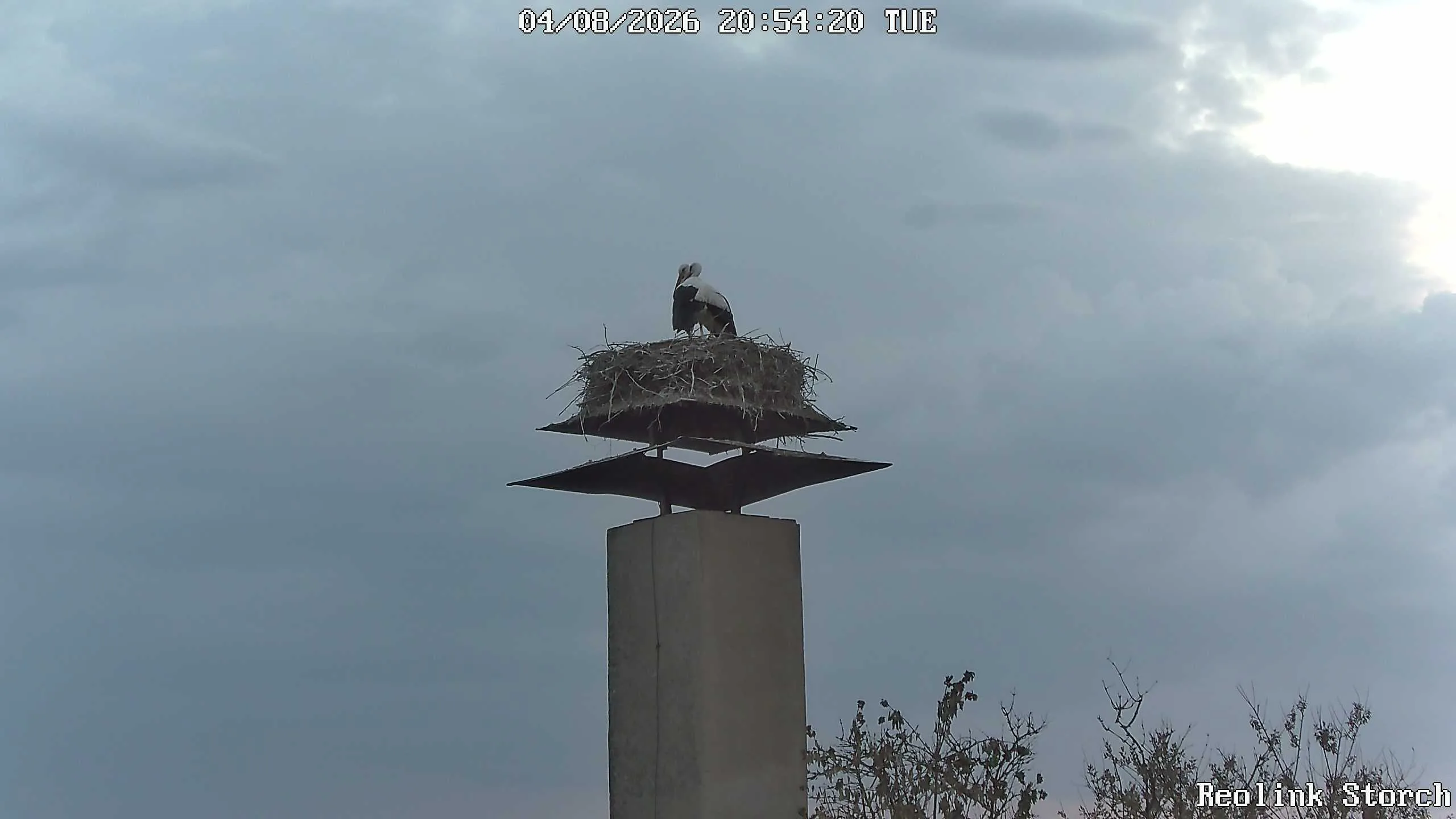 Storchencam Bild