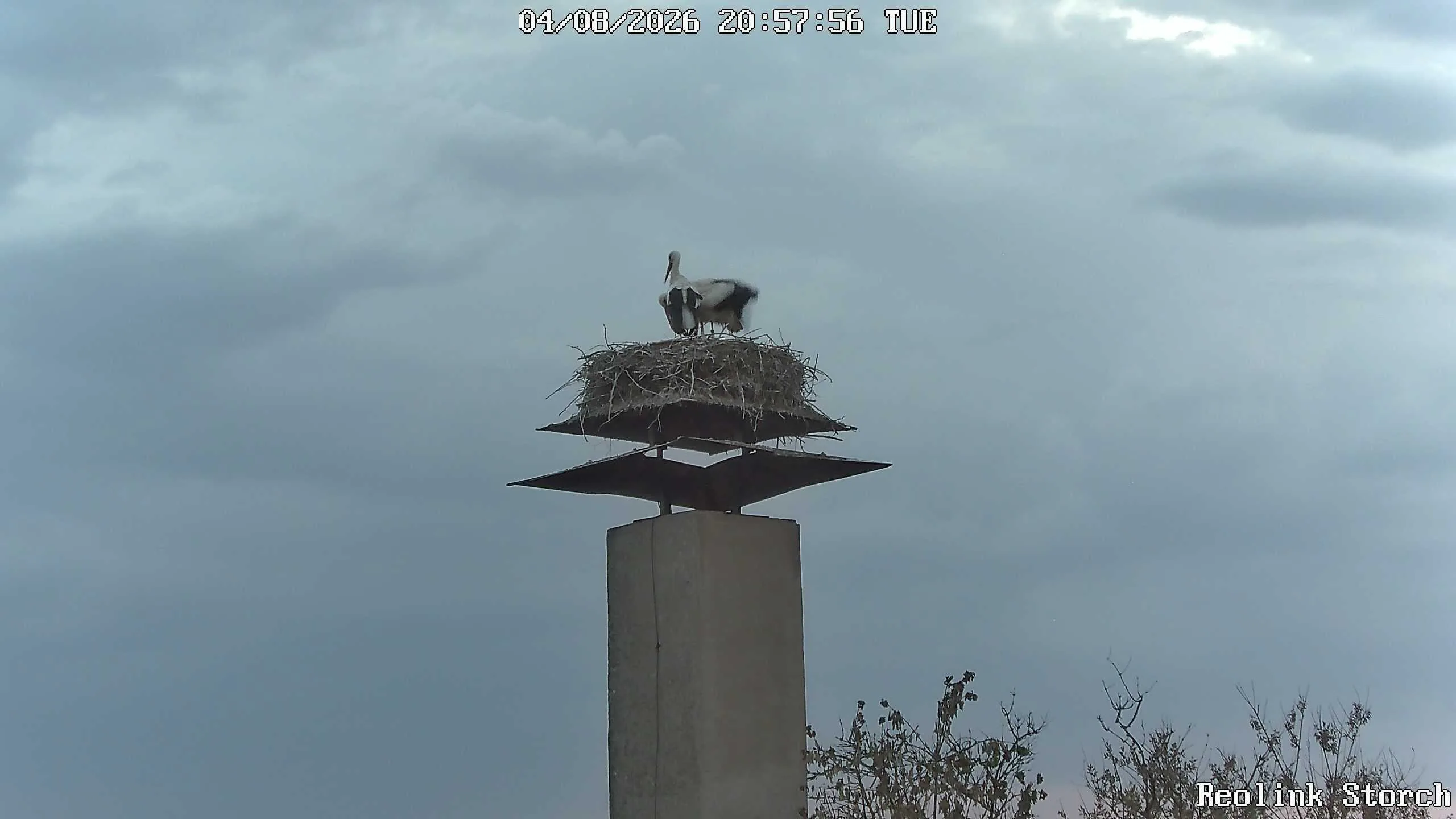 Storchencam Bild