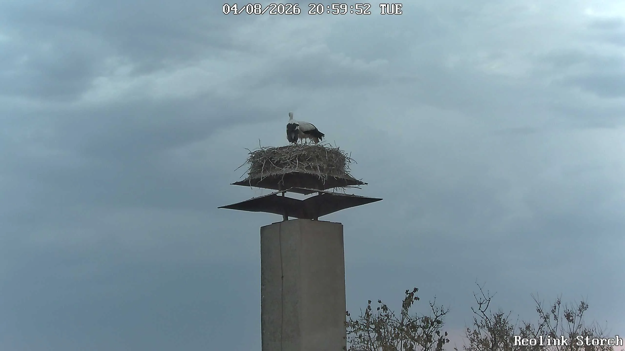 Storchencam Bild