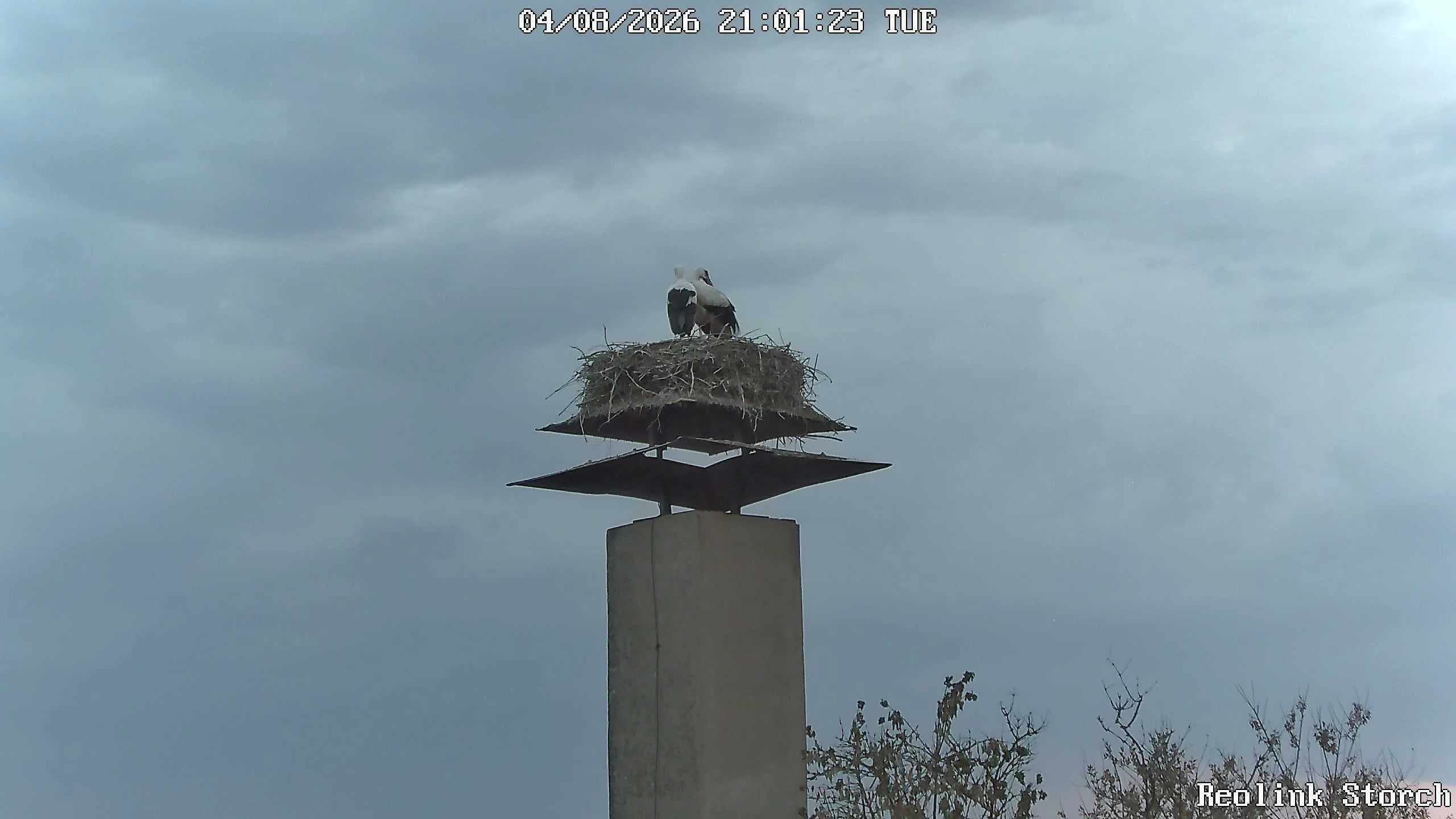 Storchencam Bild