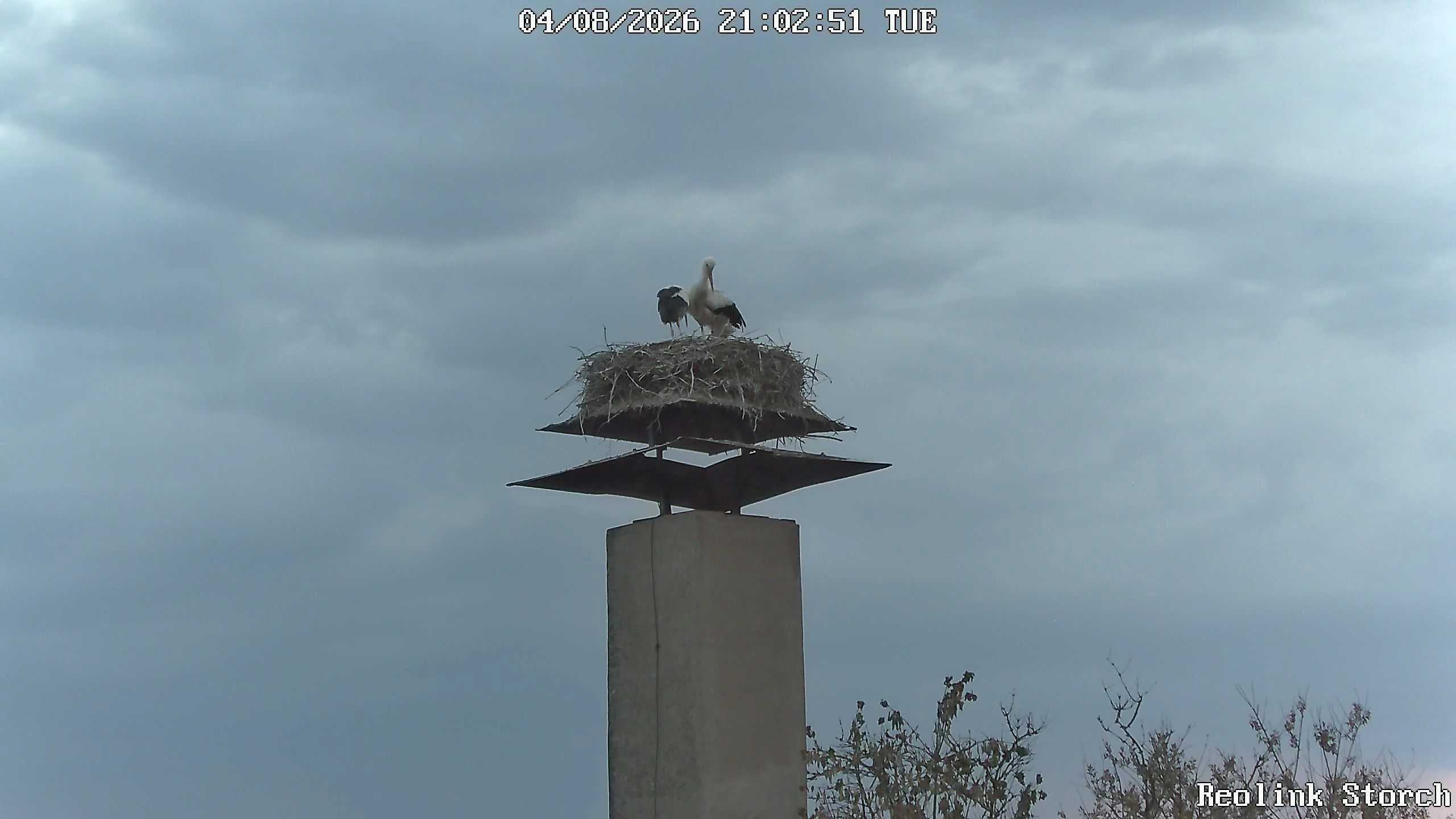 Storchencam Bild