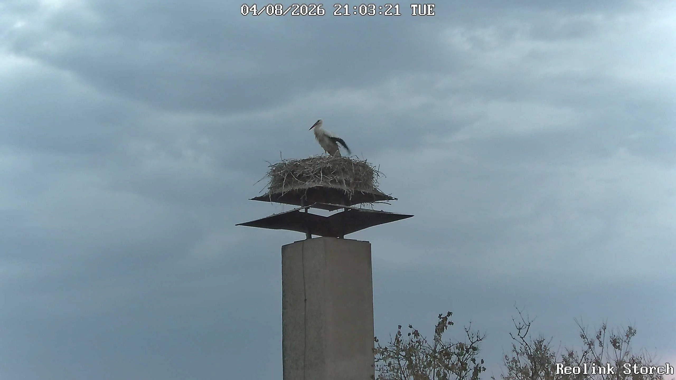 Storchencam Bild