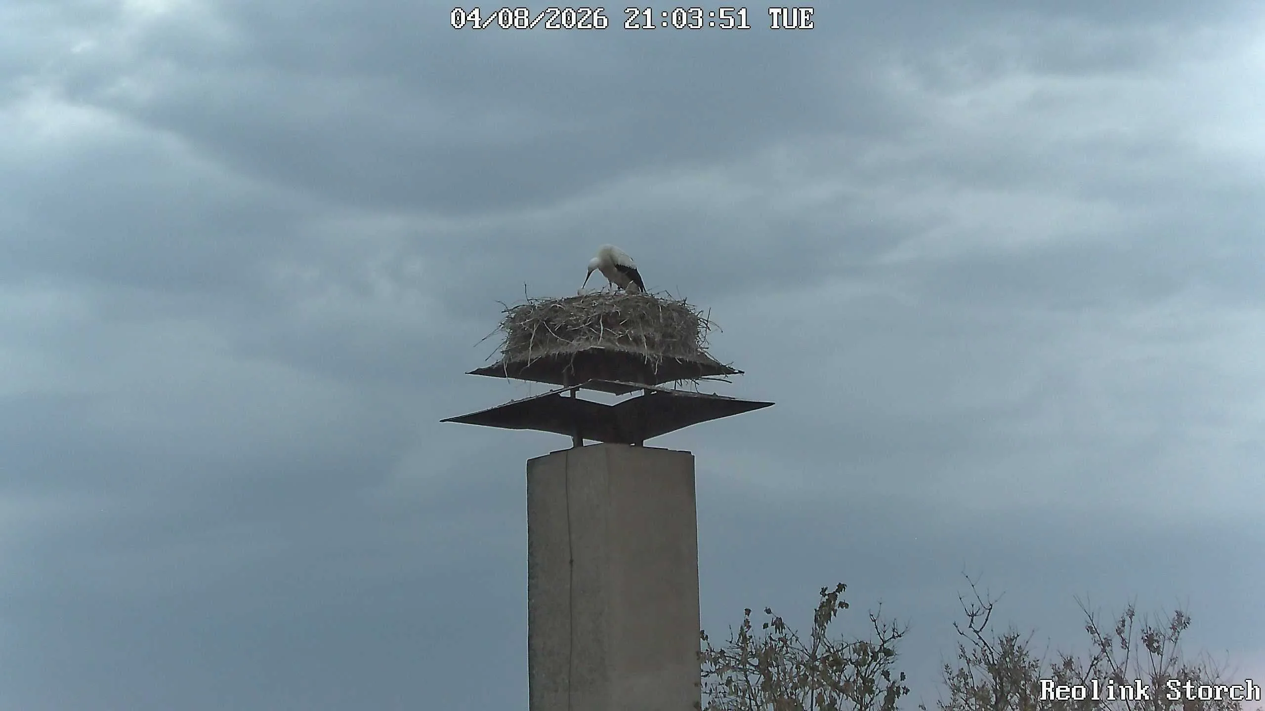 Storchencam Bild