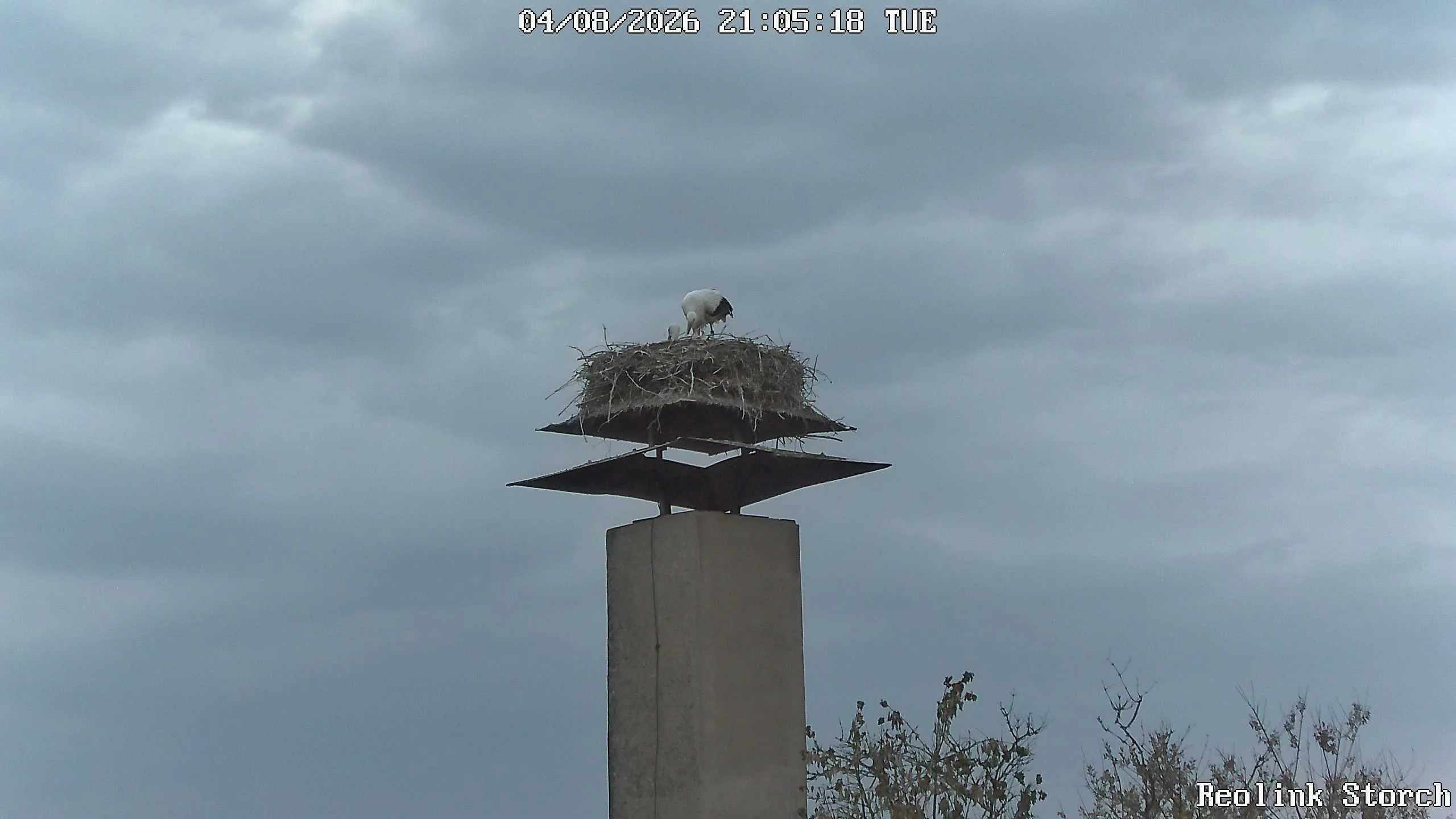 Storchencam Bild