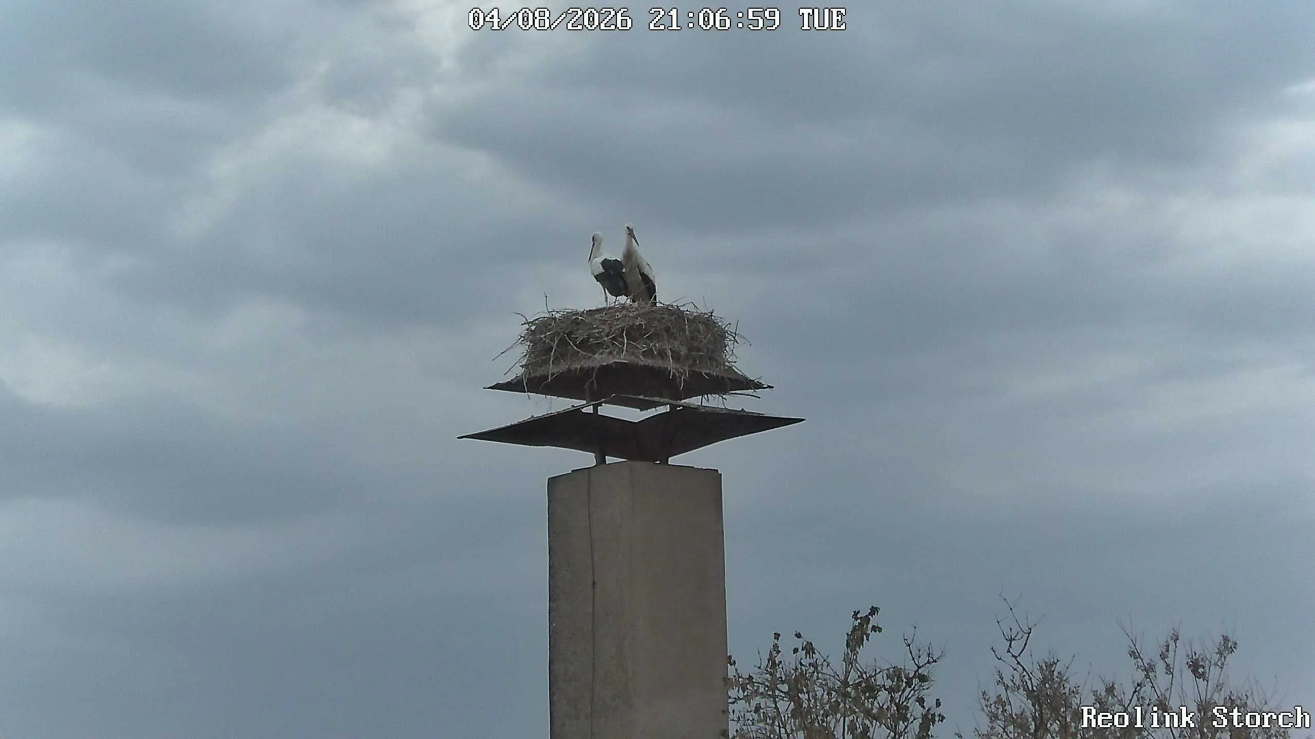 Storchencam Bild