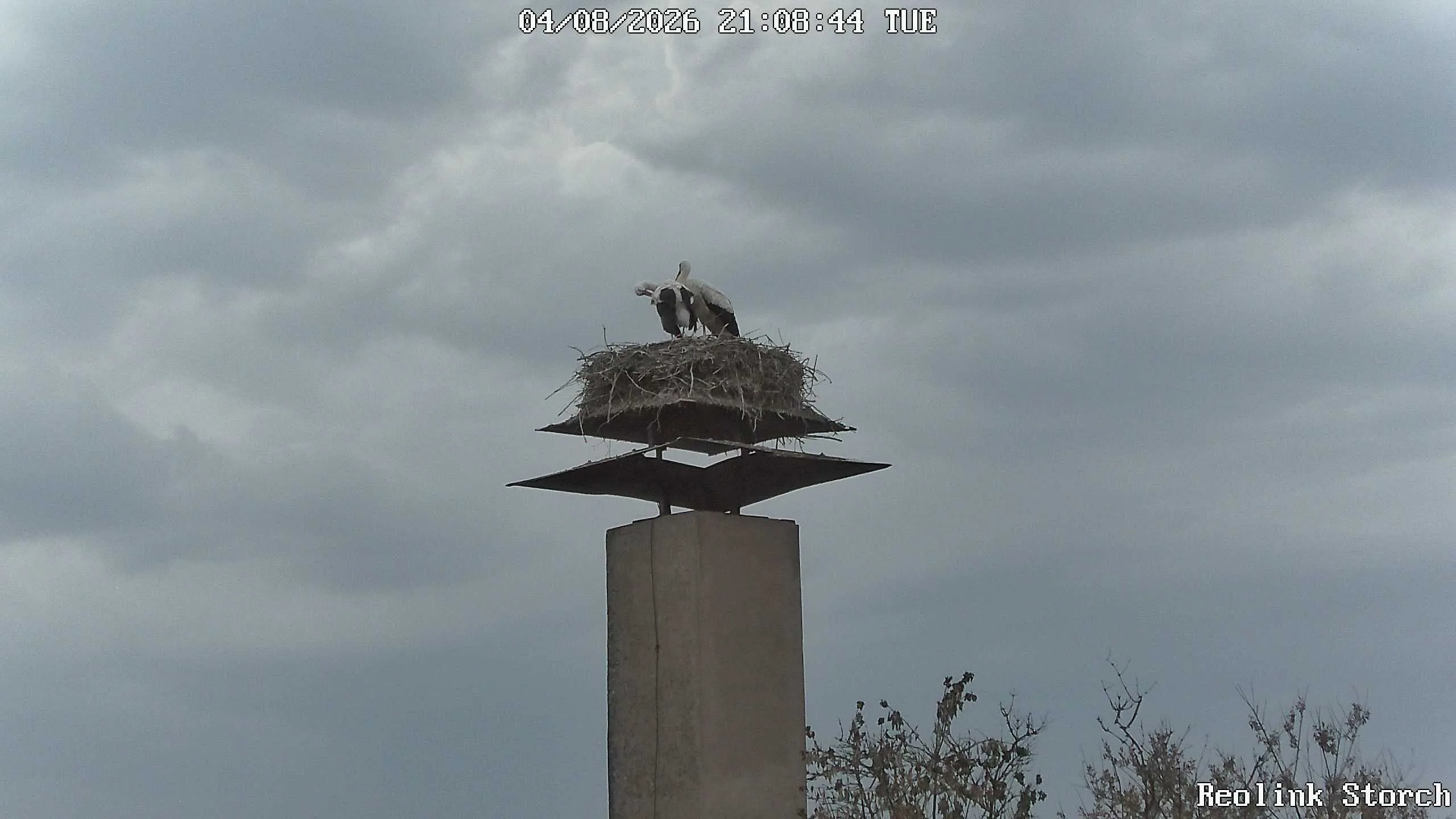 Storchencam Bild