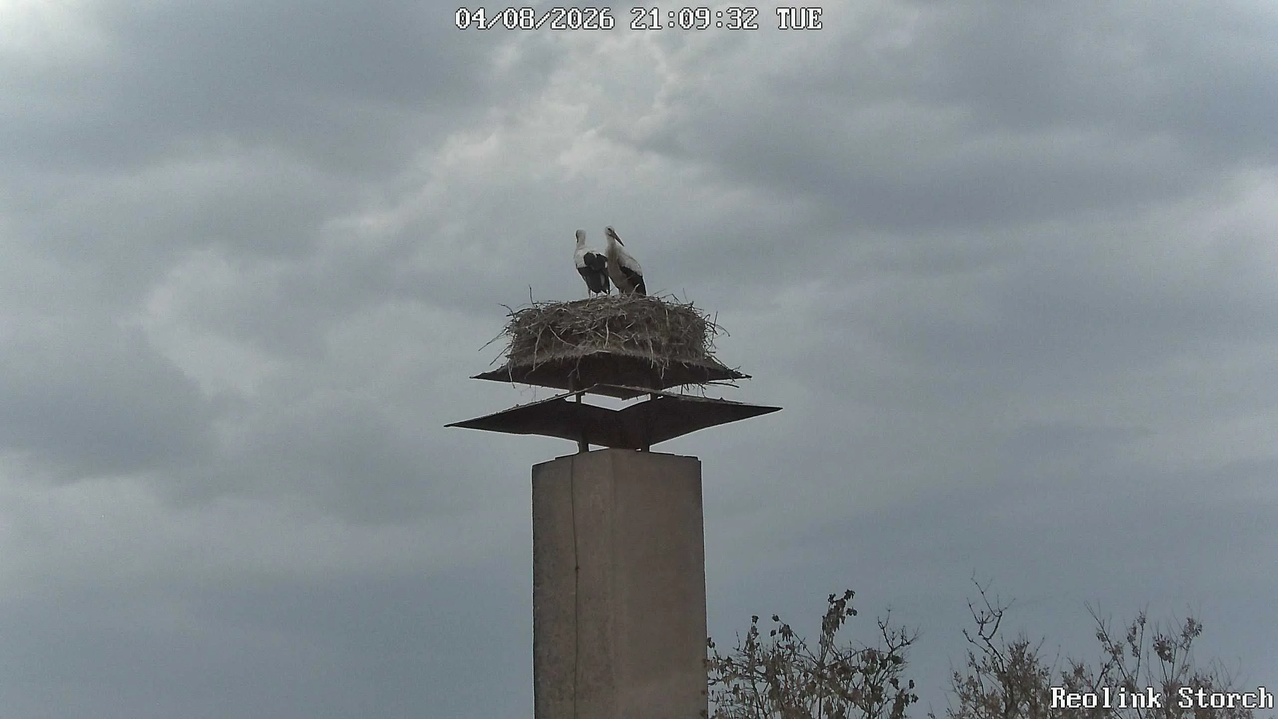 Storchencam Bild