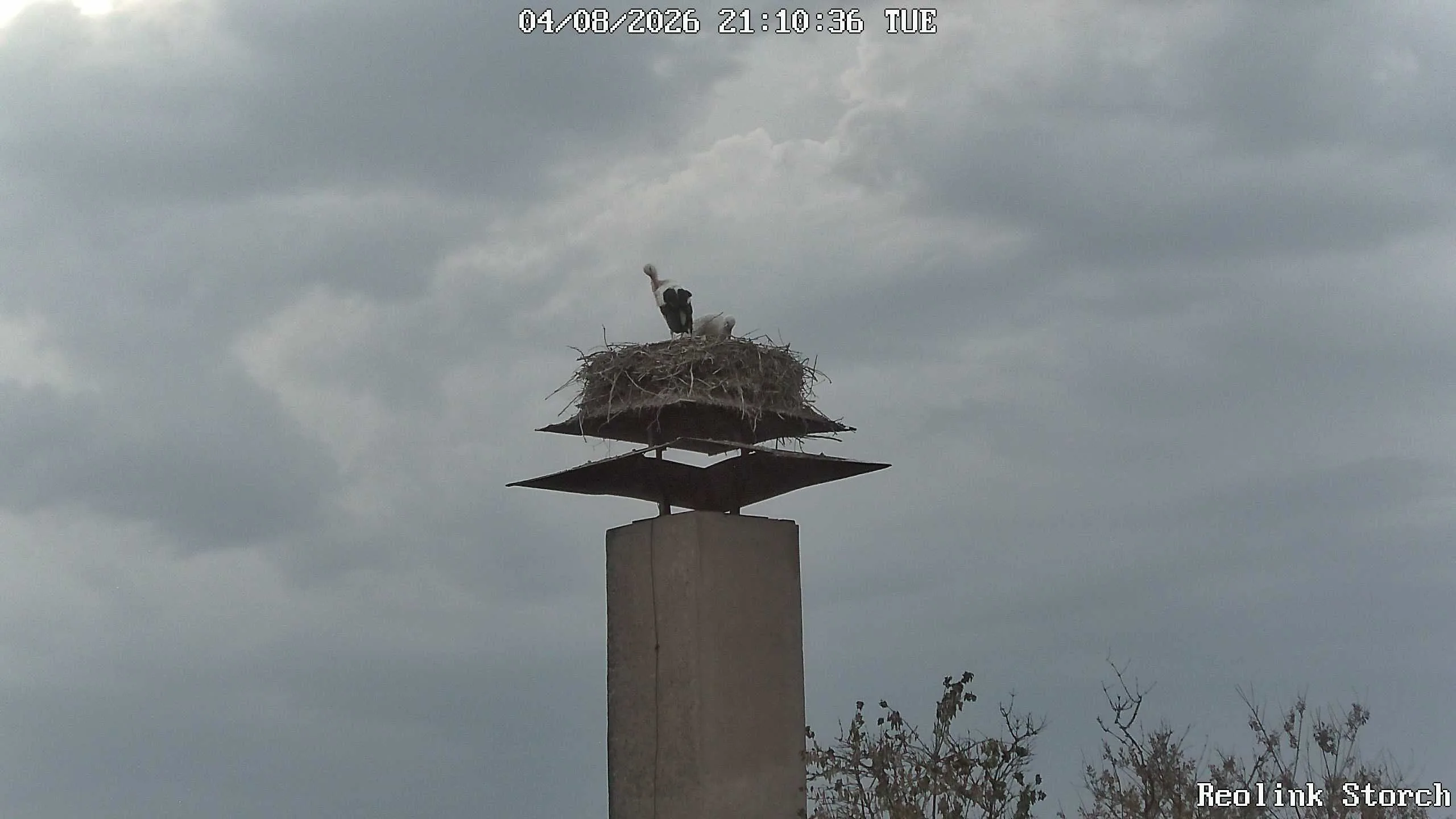 Storchencam Bild