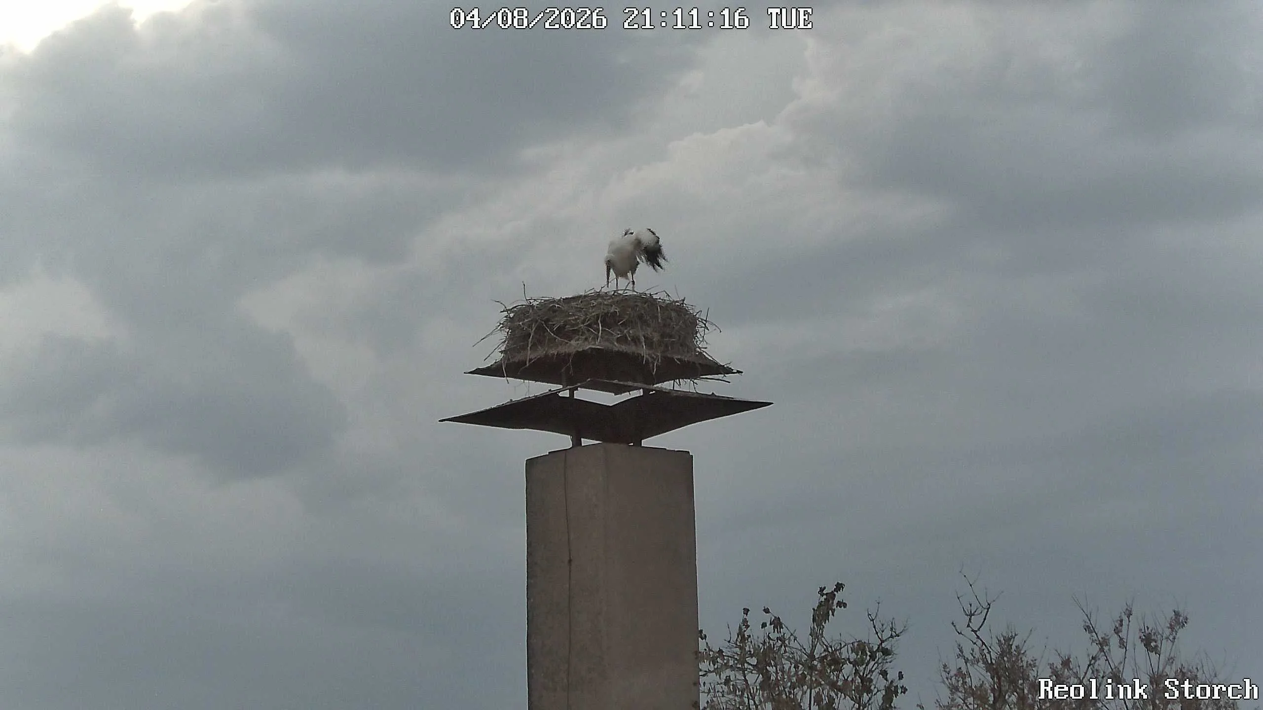 Storchencam Bild