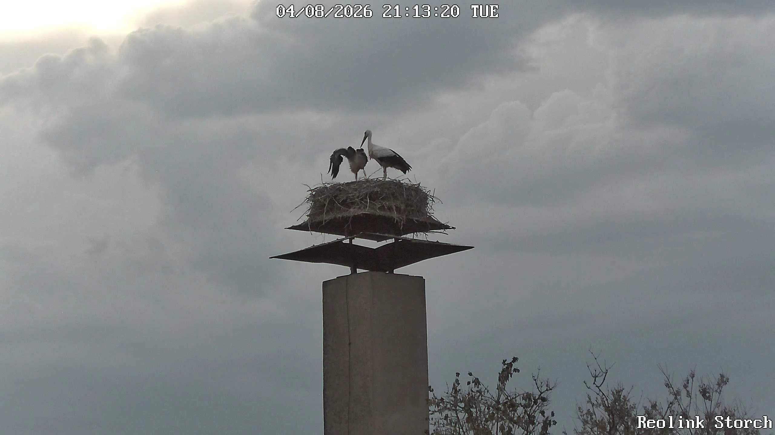 Storchencam Bild