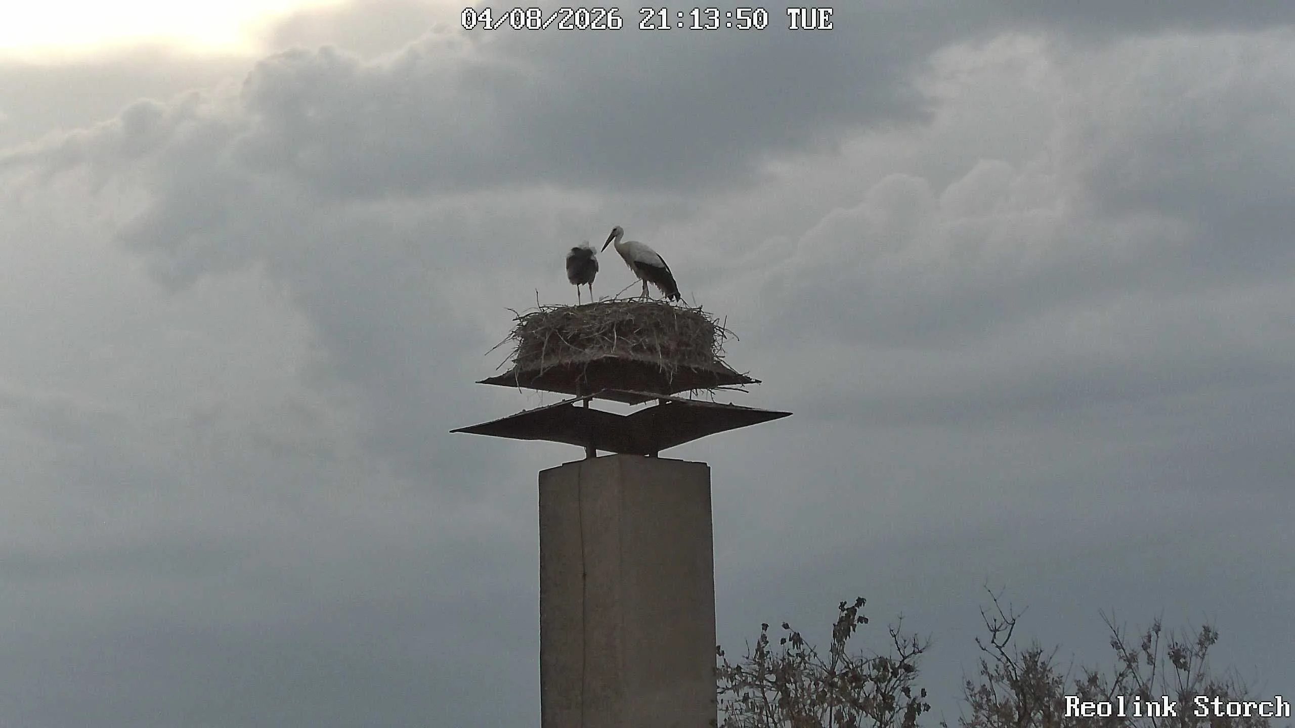 Storchencam Bild