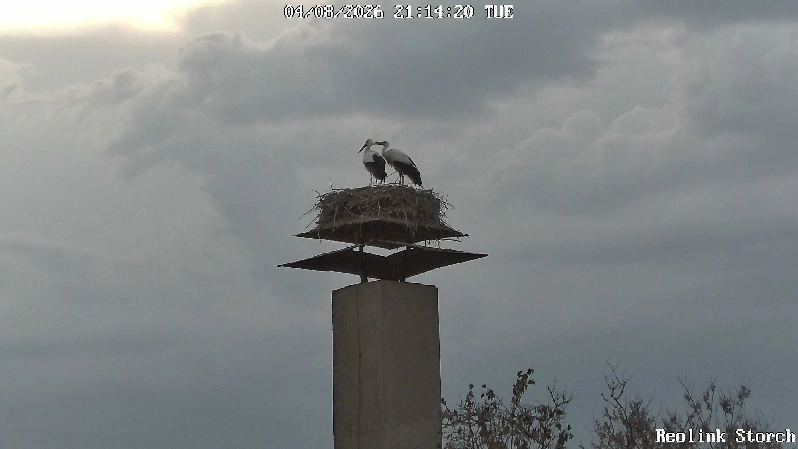 Storchencam Bild