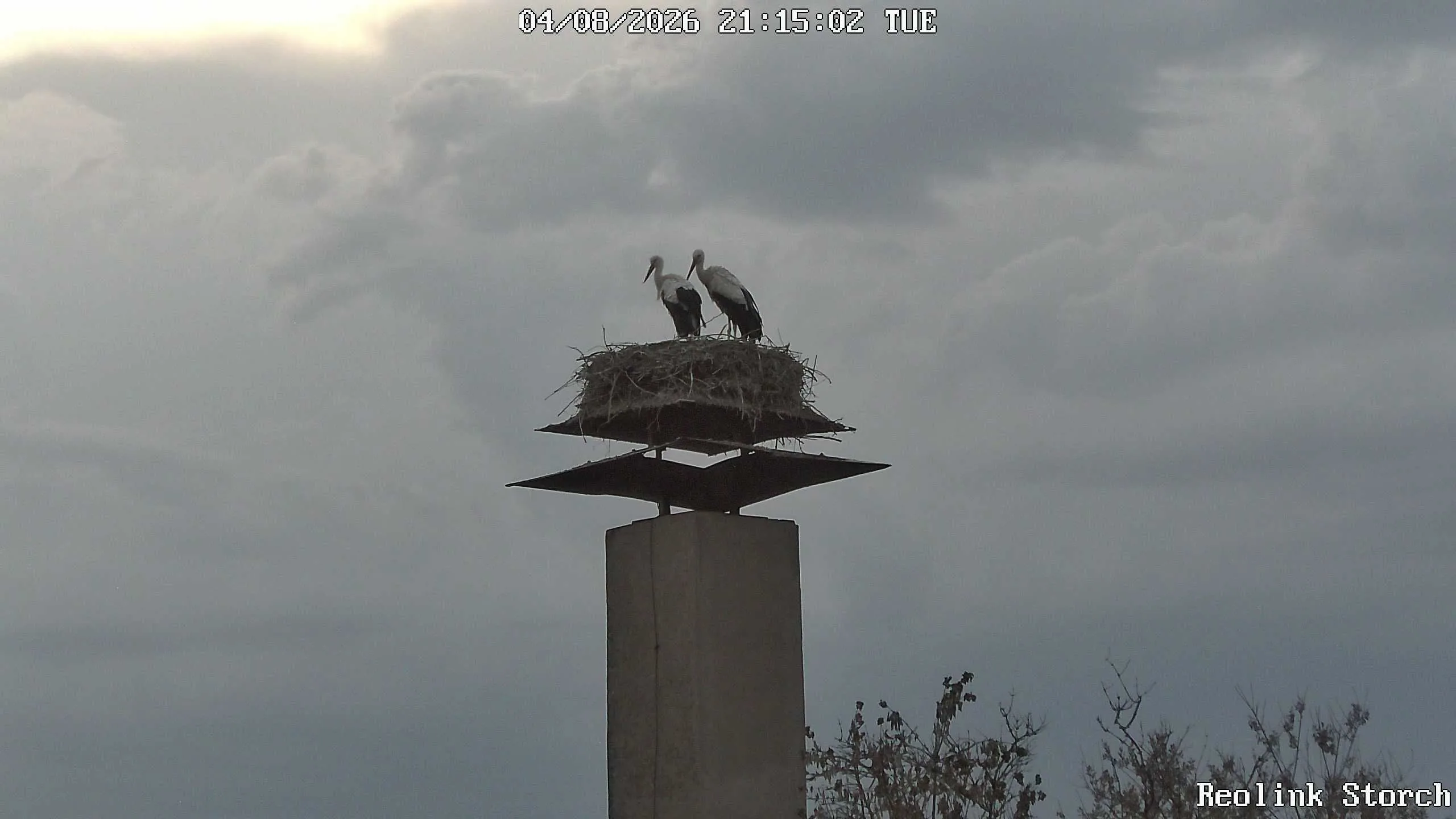 Storchencam Bild