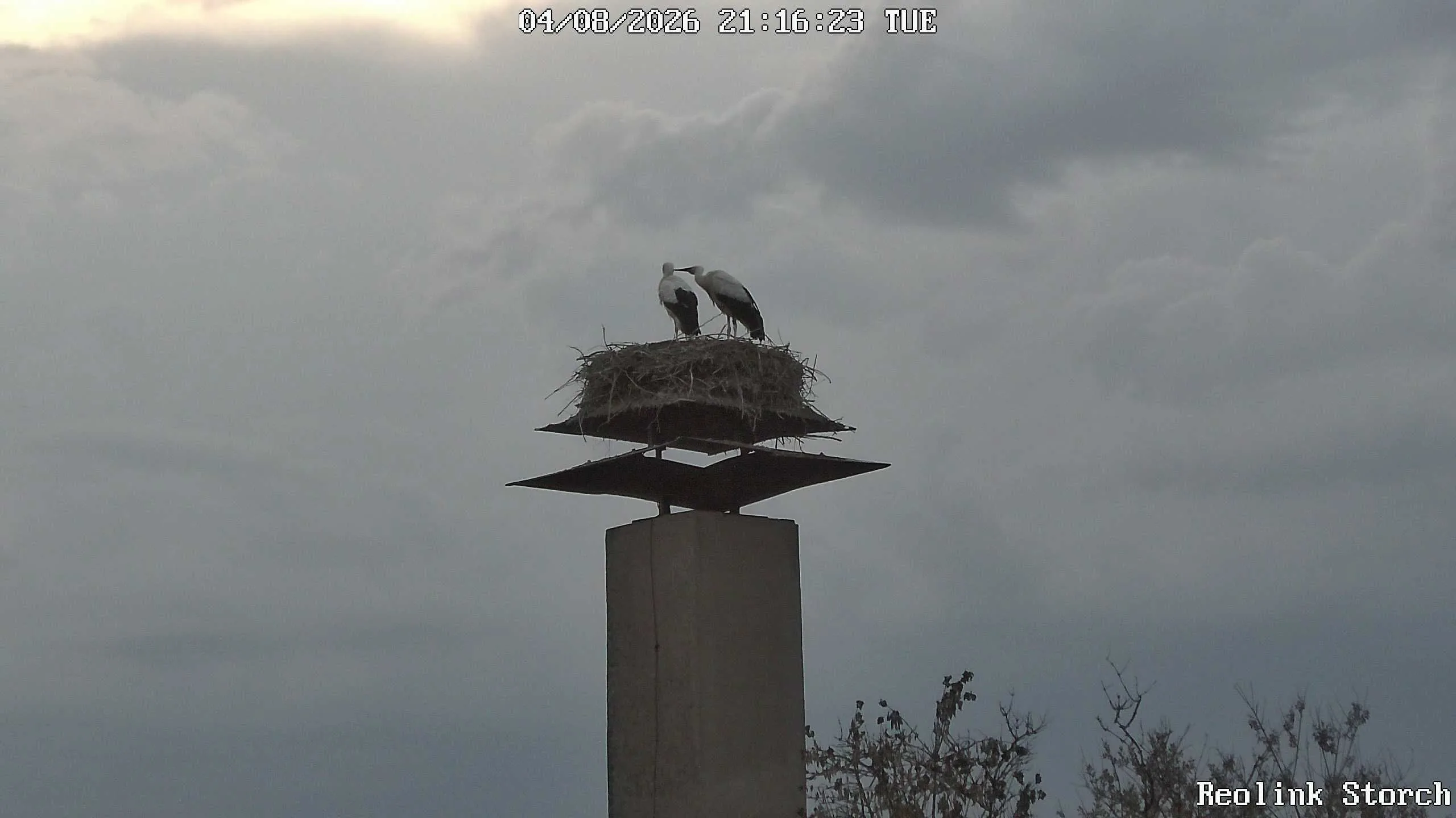 Storchencam Bild