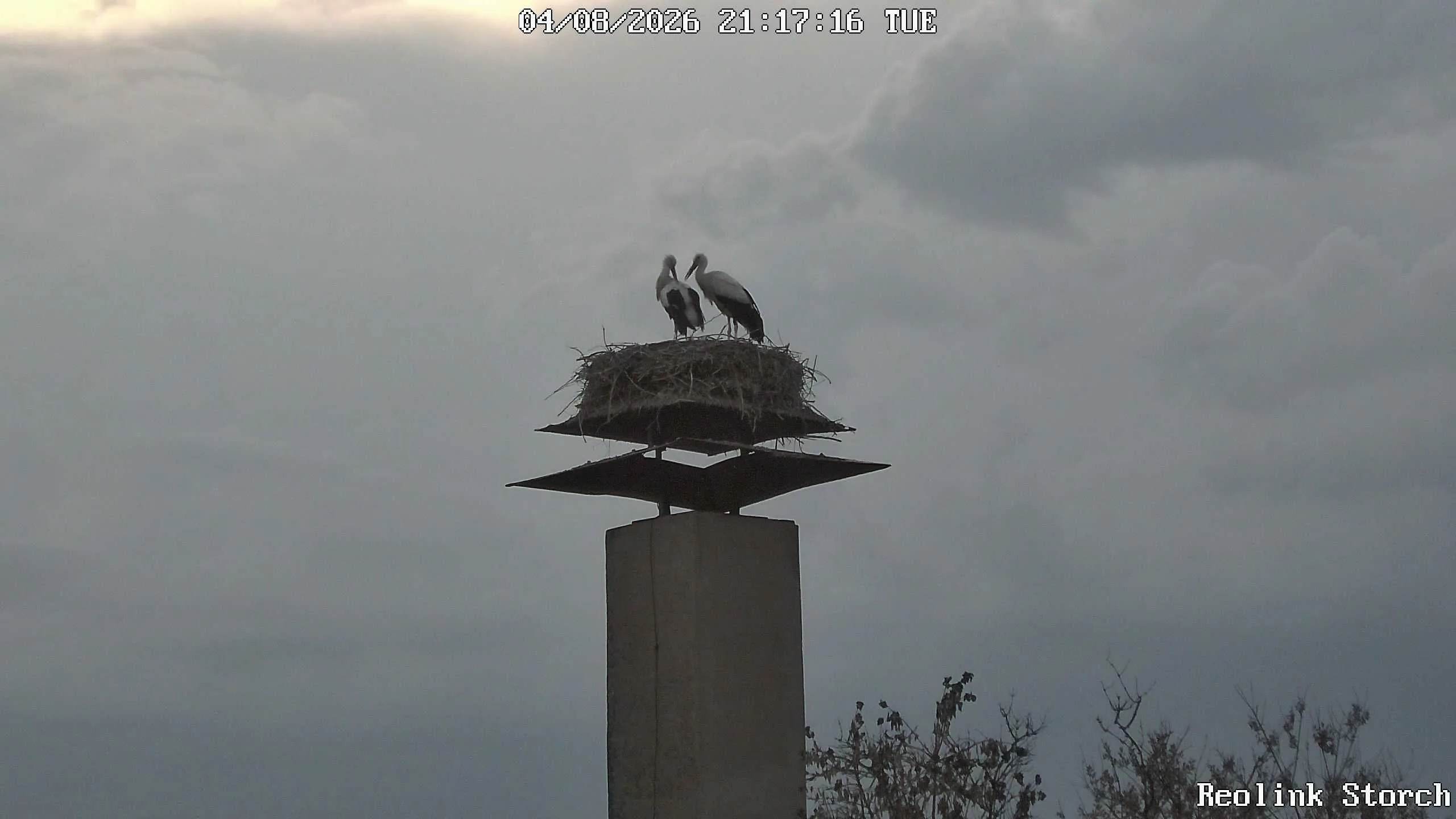 Storchencam Bild