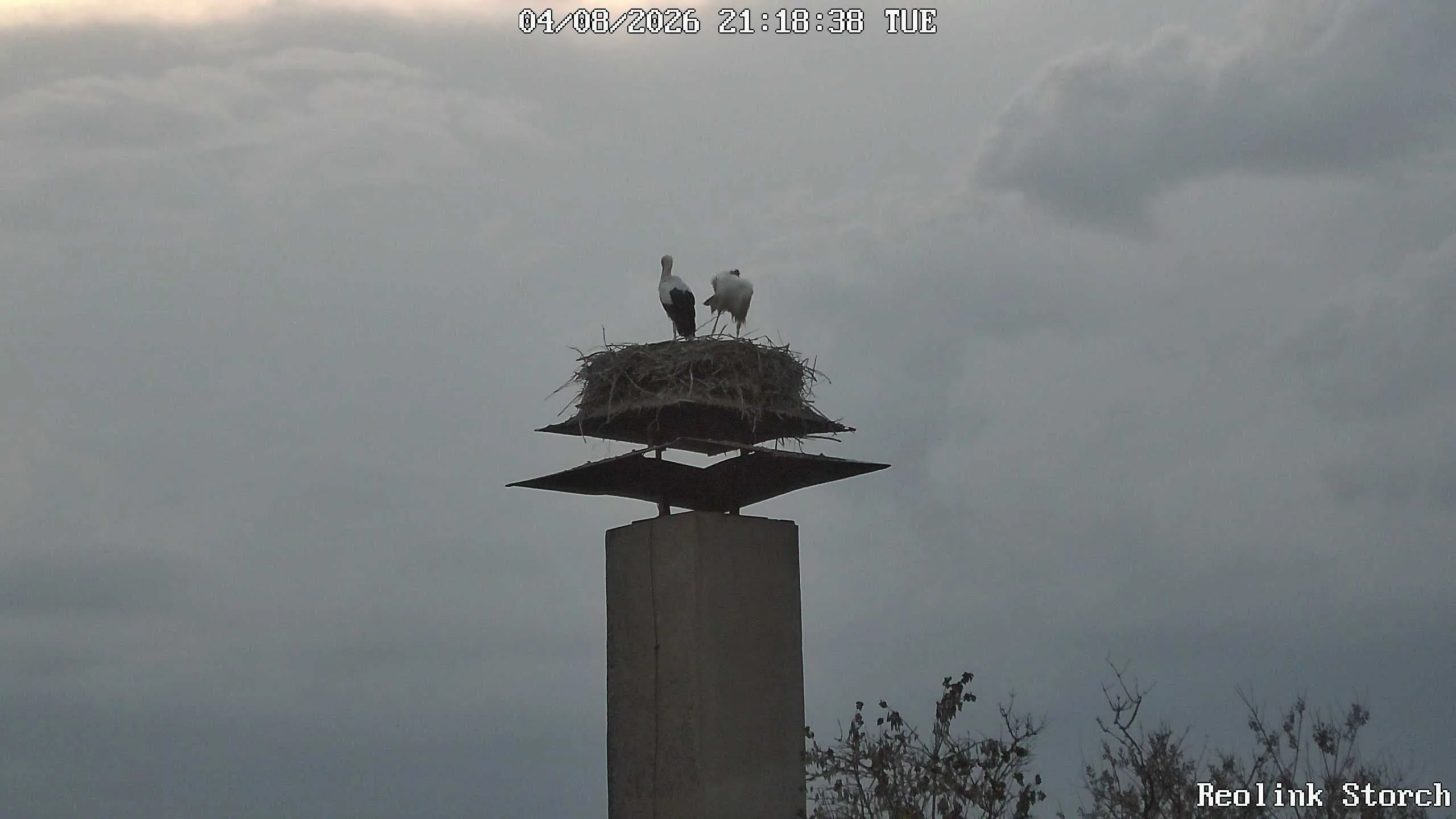Storchencam Bild
