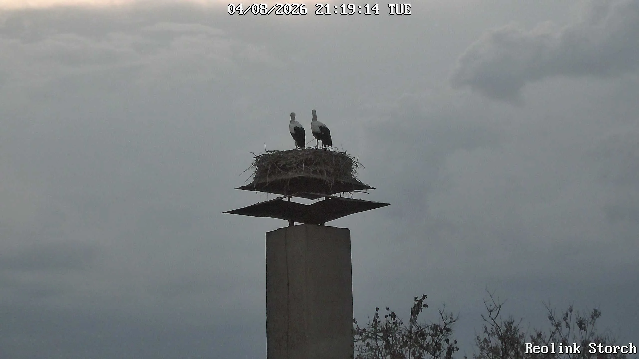 Storchencam Bild