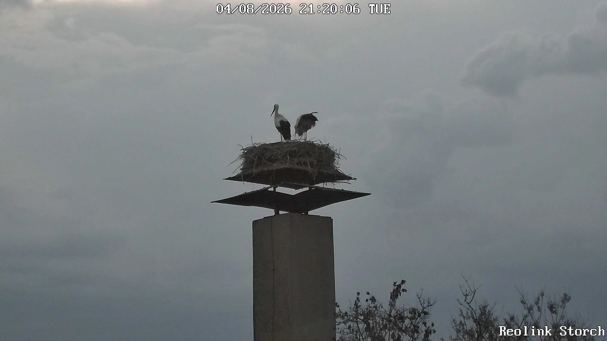 Storchencam Bild