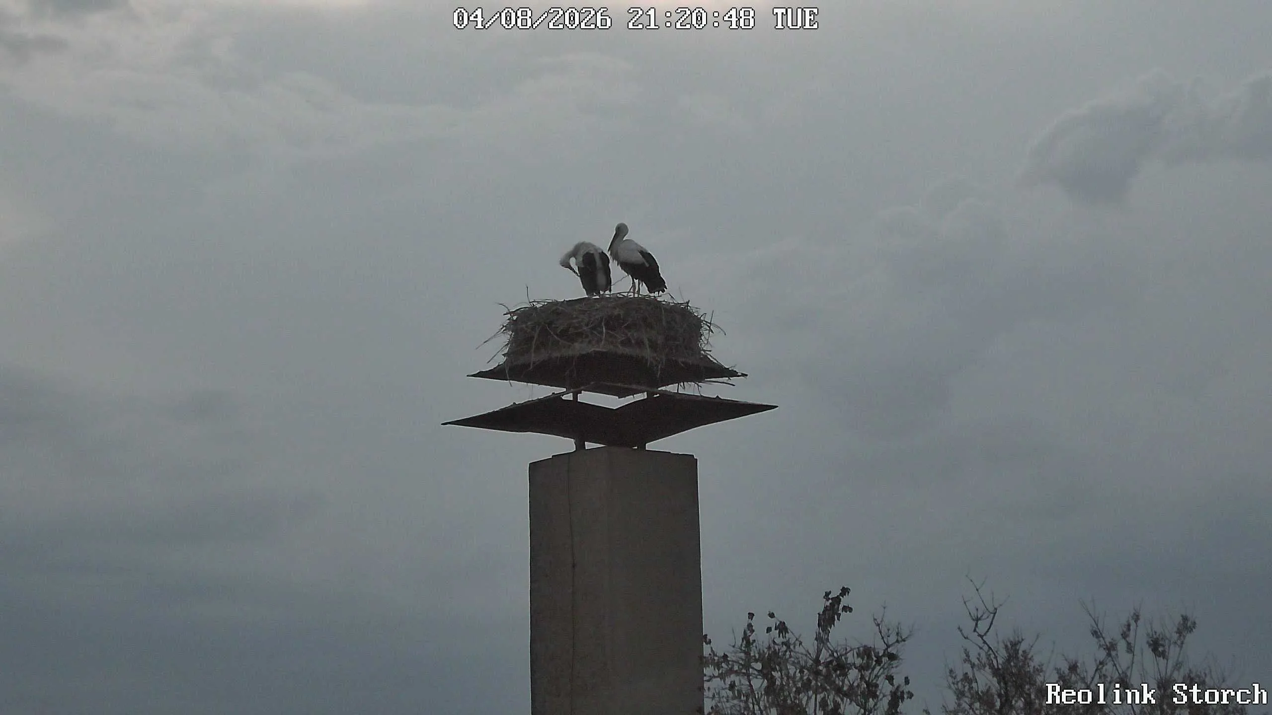 Storchencam Bild