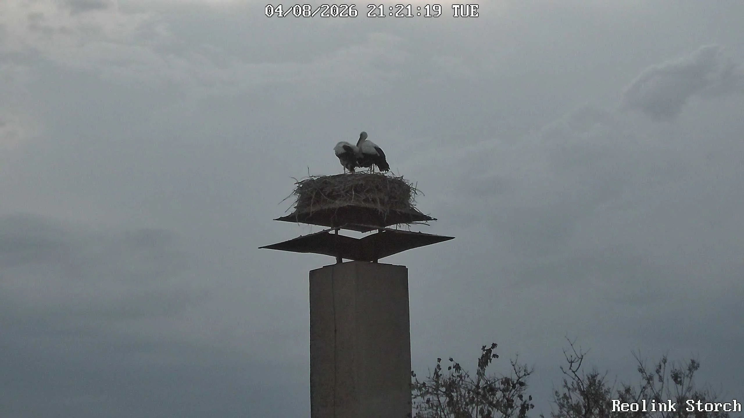 Storchencam Bild