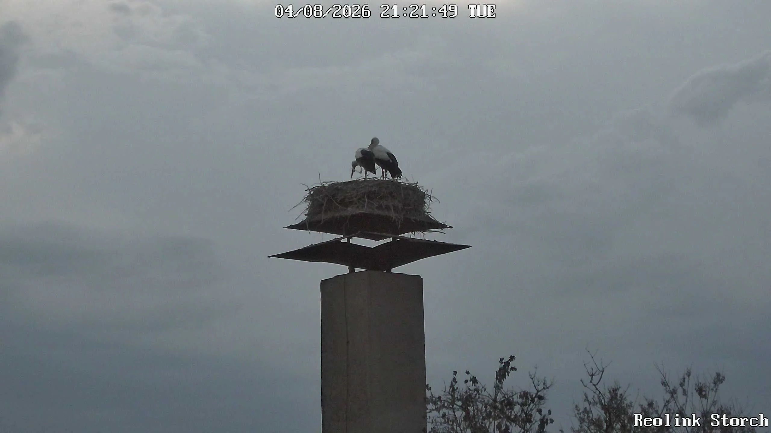 Storchencam Bild