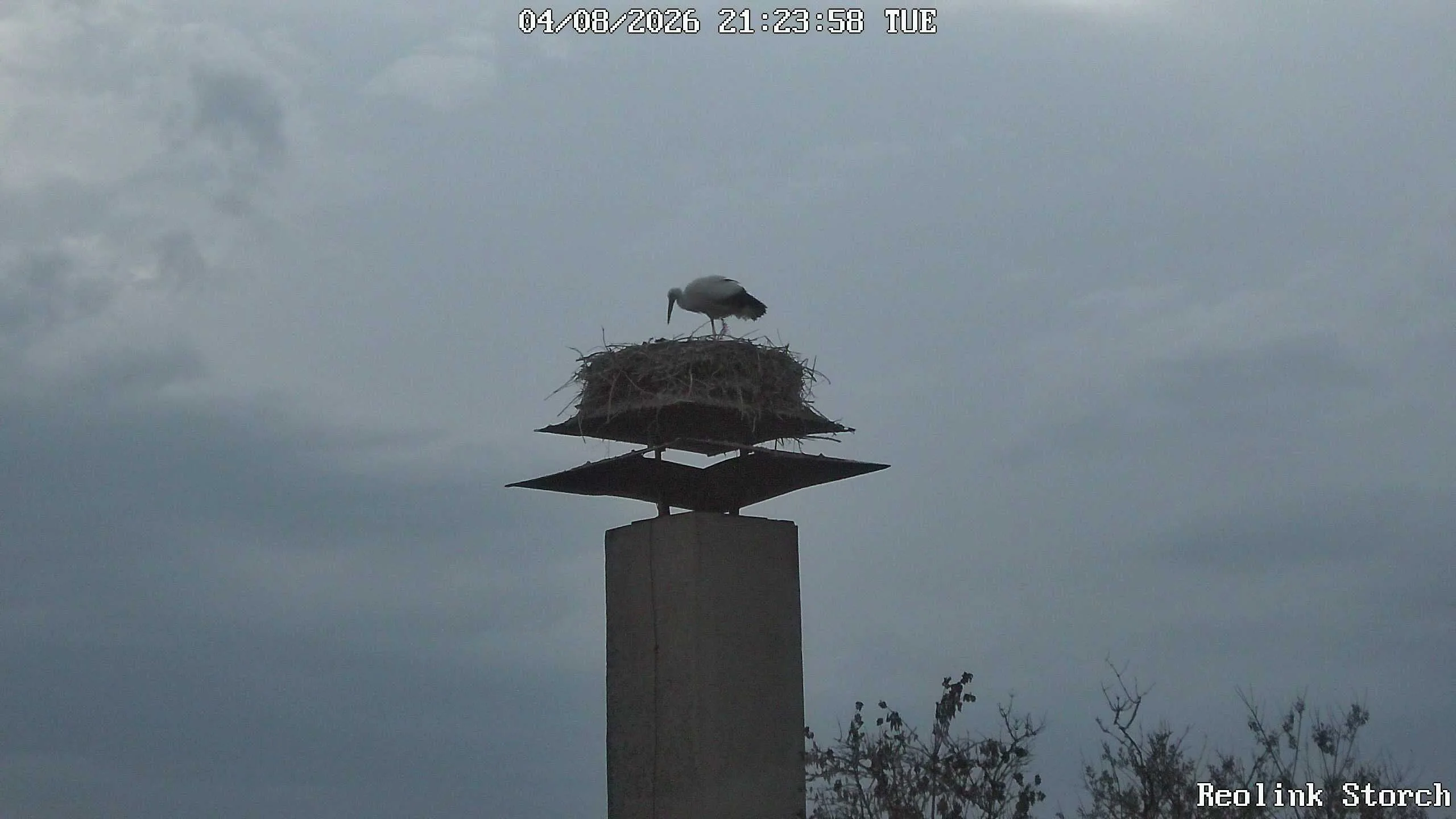 Storchencam Bild
