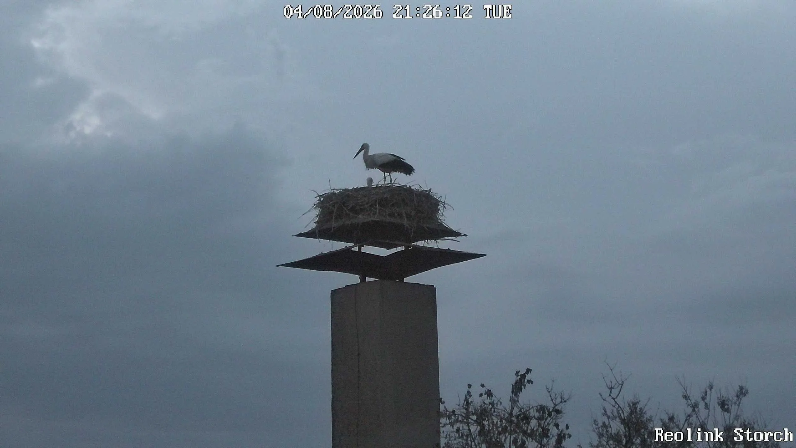 Storchencam Bild