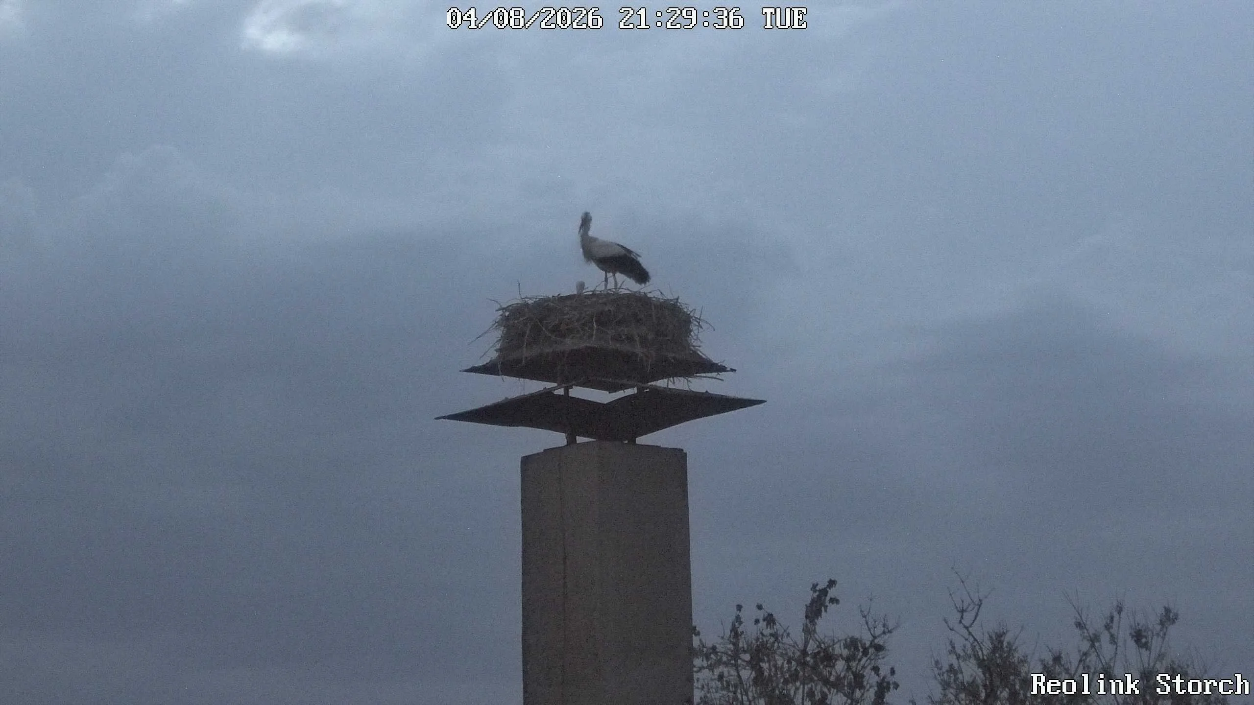 Storchencam Bild