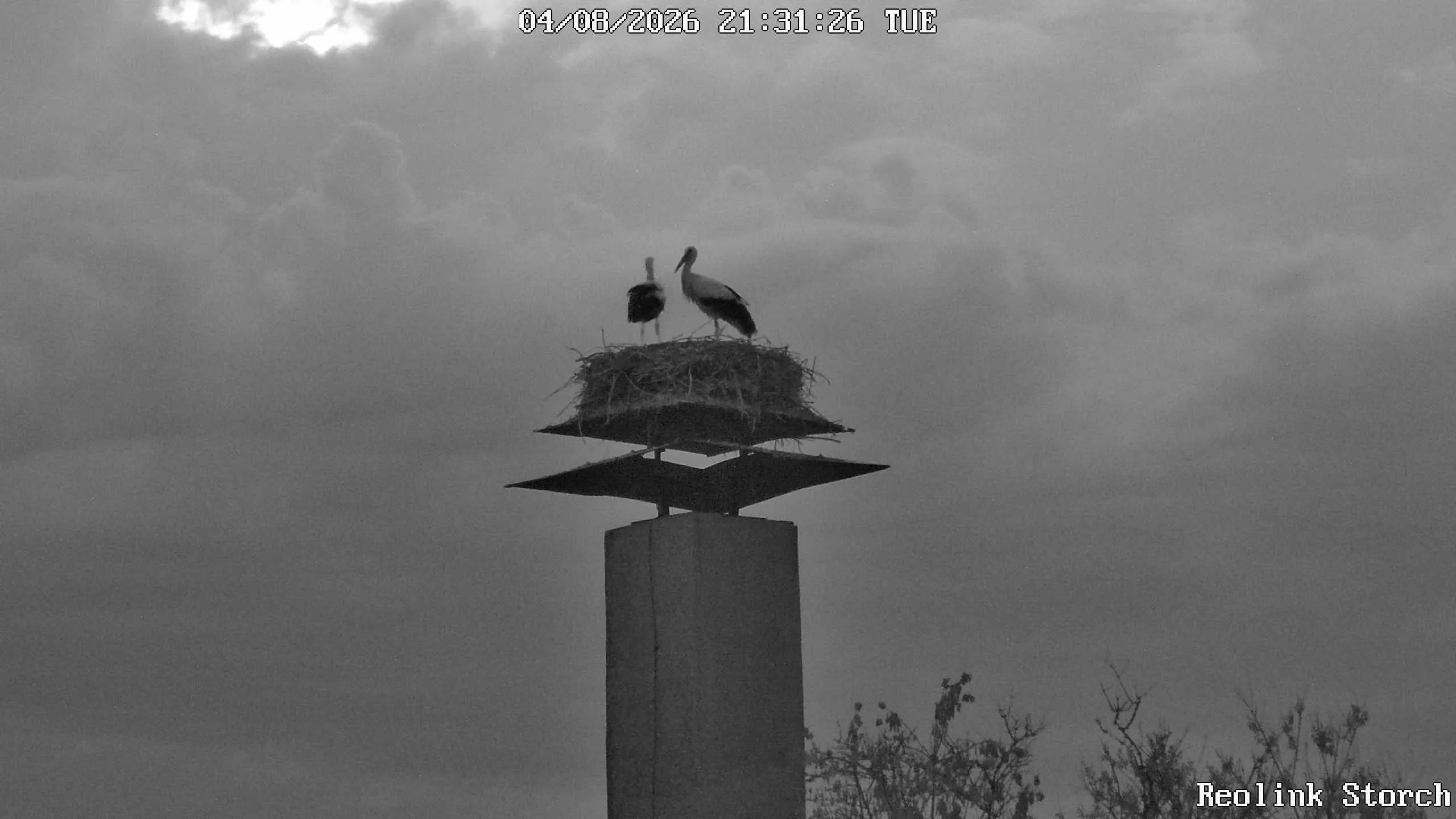 Storchencam Bild