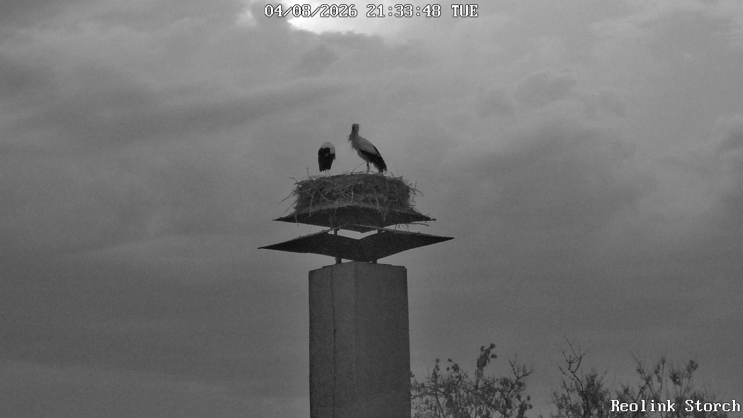 Storchencam Bild