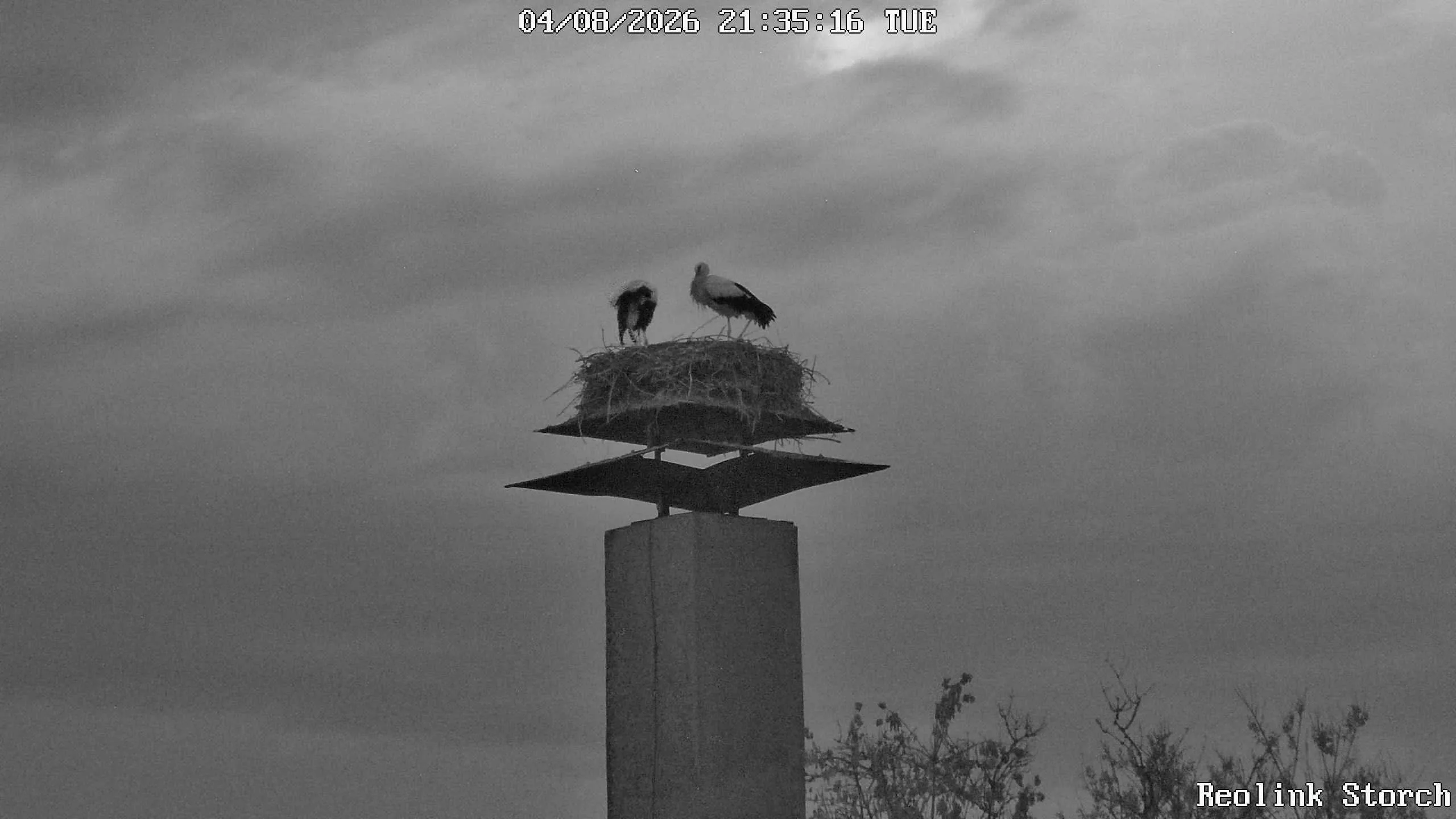 Storchencam Bild