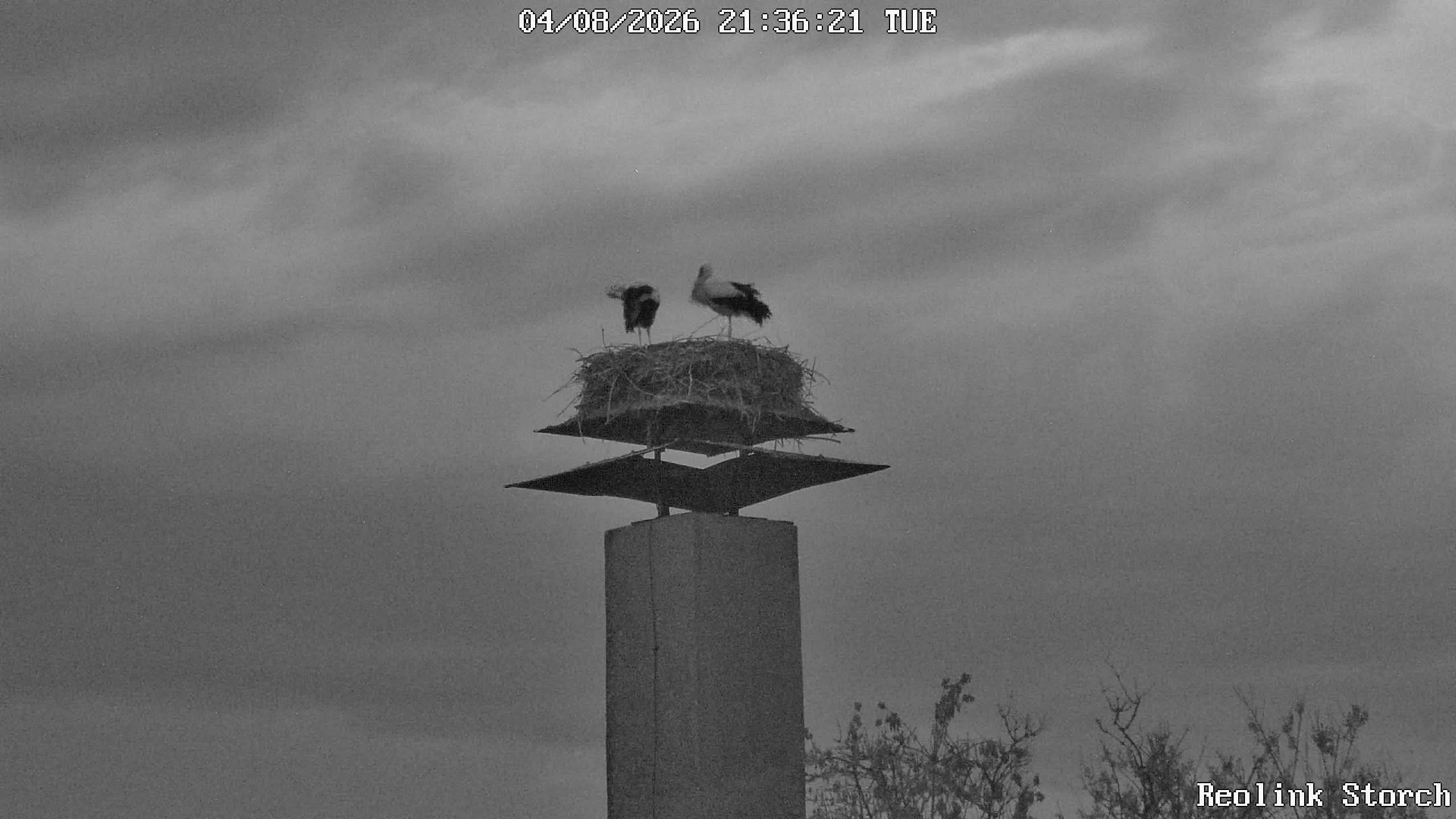 Storchencam Bild