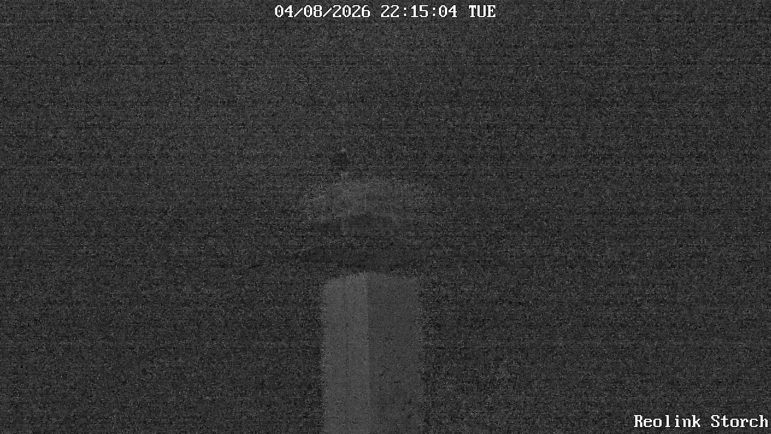 Storchencam Bild