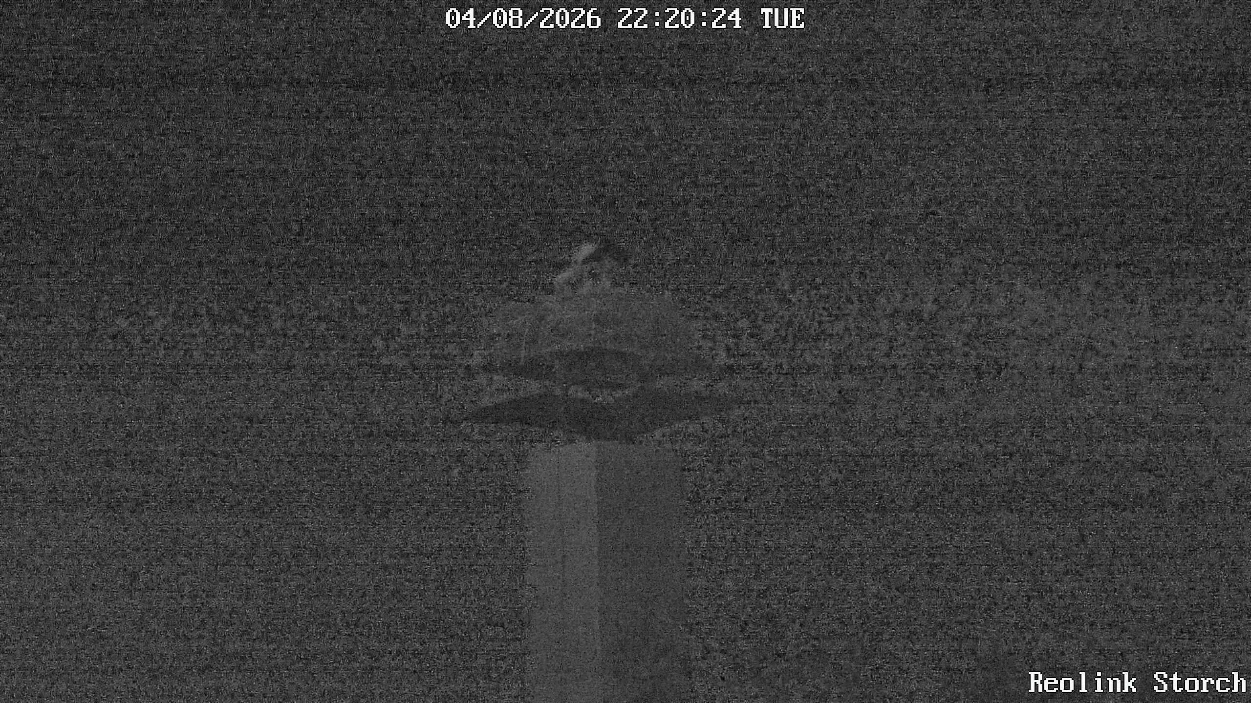 Storchencam Bild