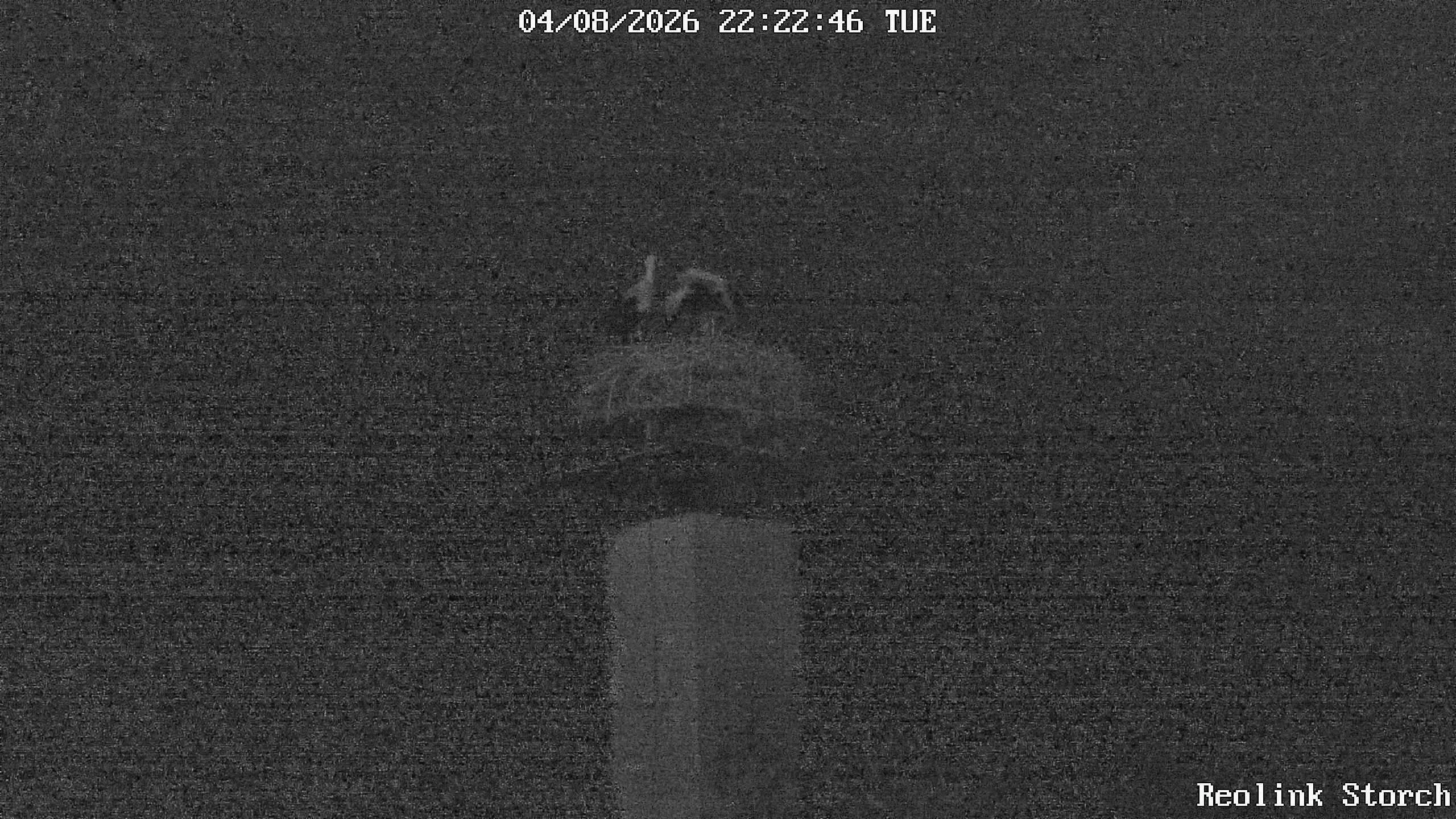 Storchencam Bild