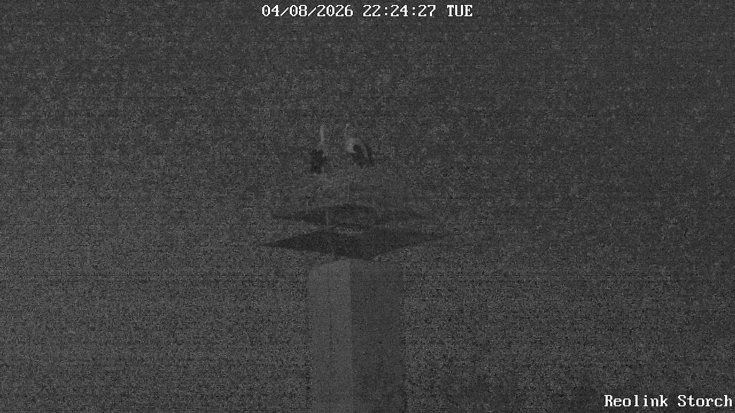 Storchencam Bild