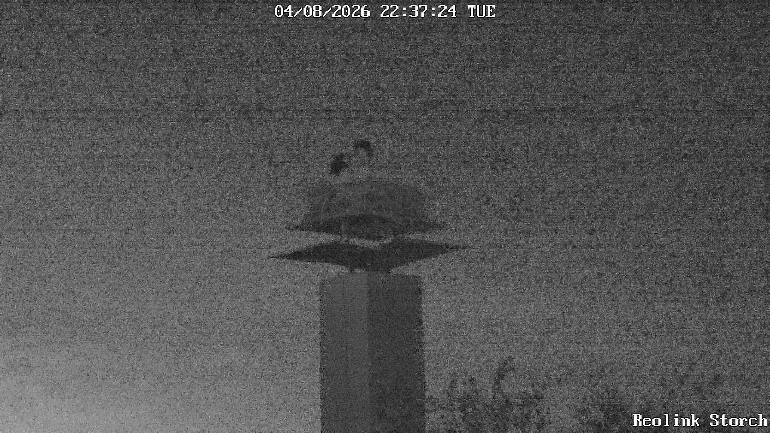 Storchencam Bild
