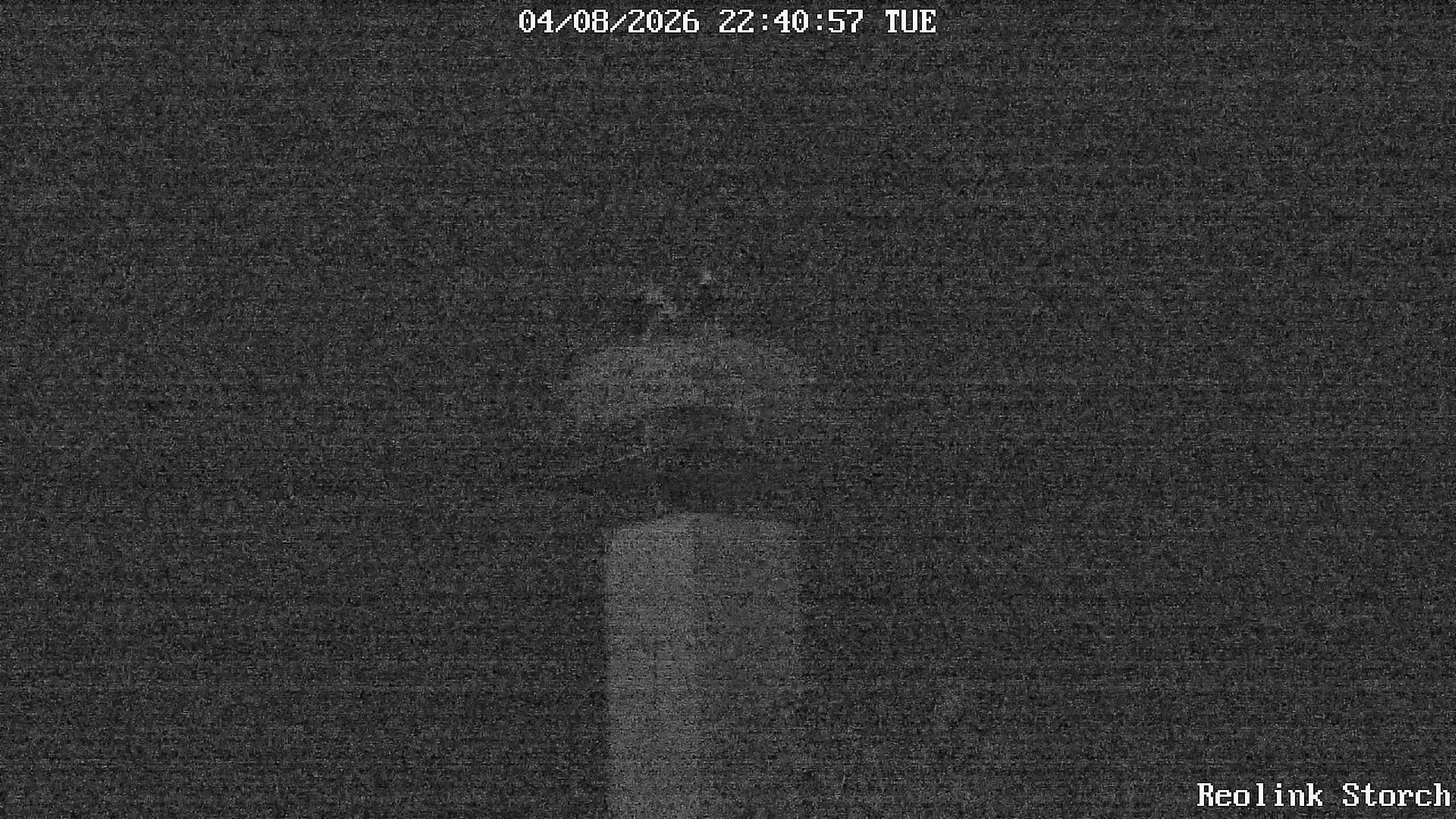 Storchencam Bild