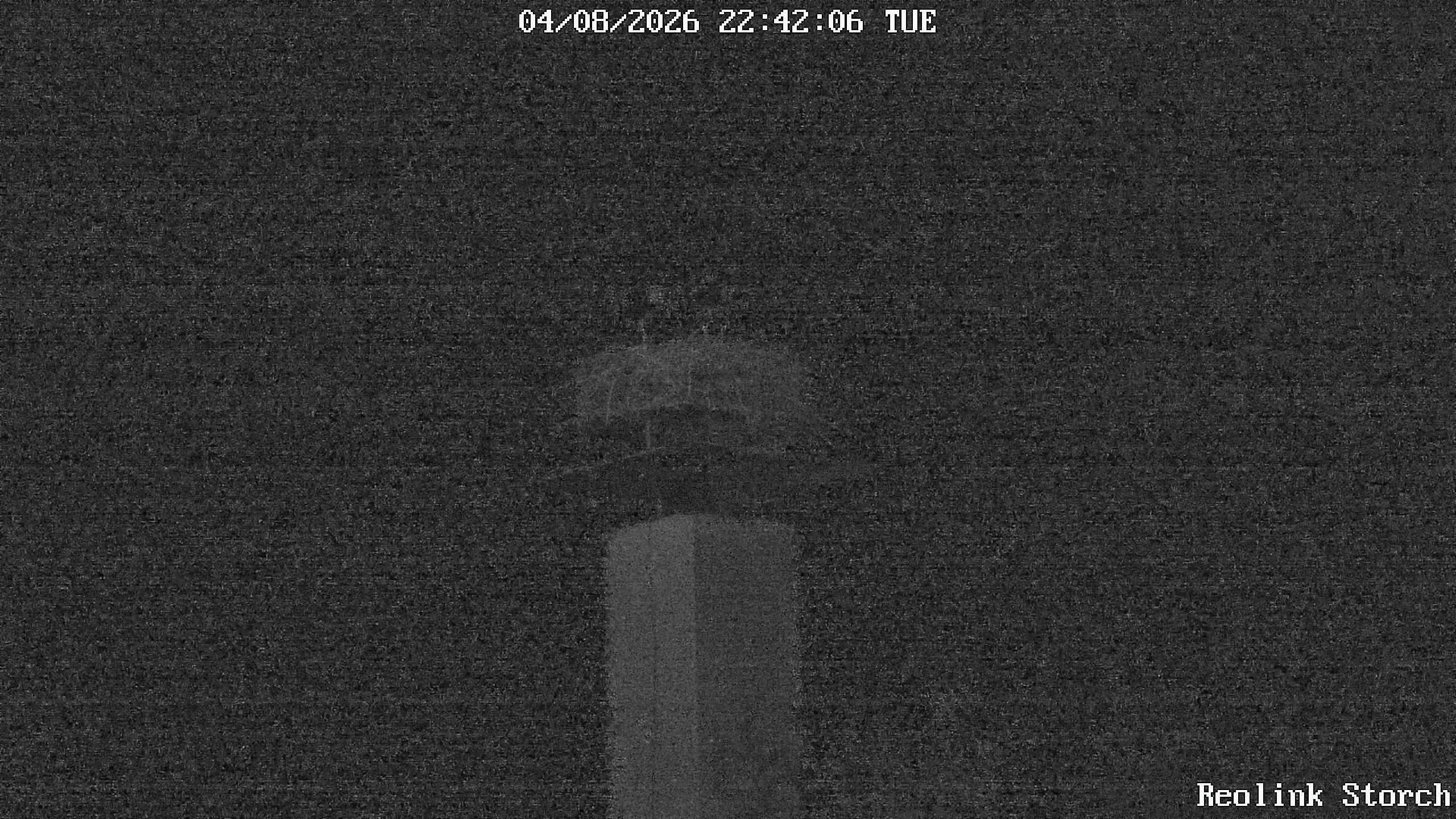 Storchencam Bild