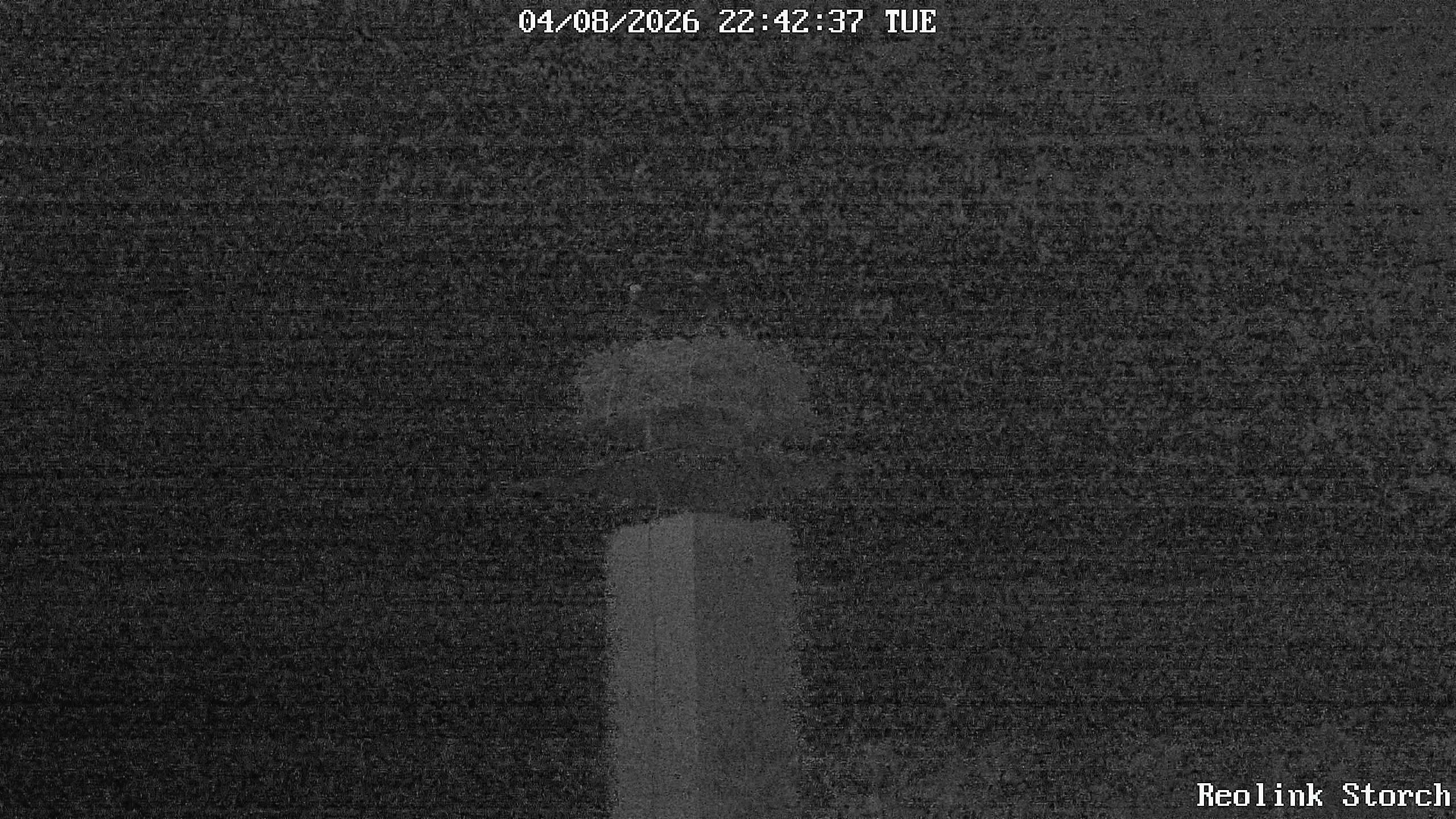 Storchencam Bild