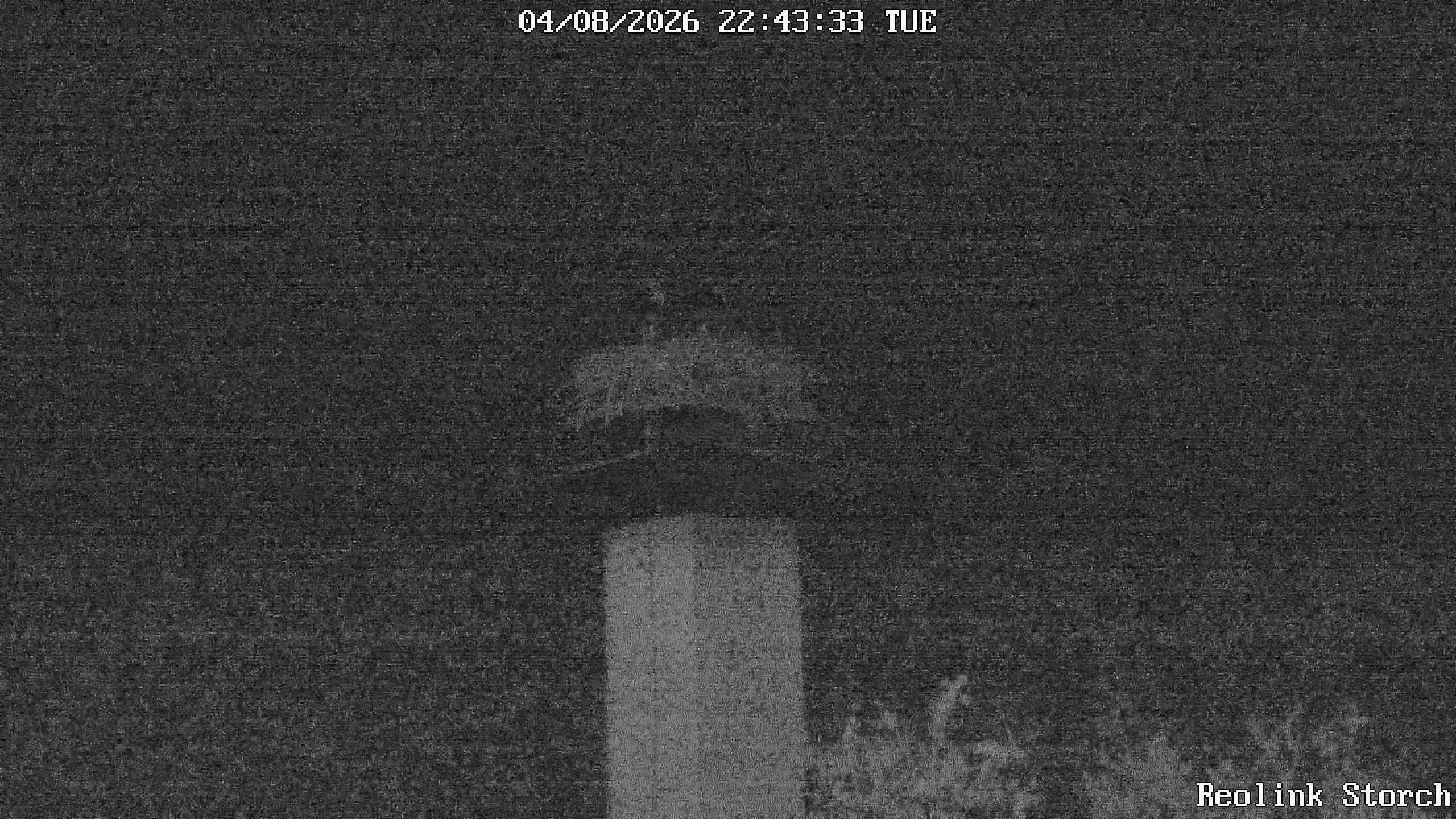 Storchencam Bild
