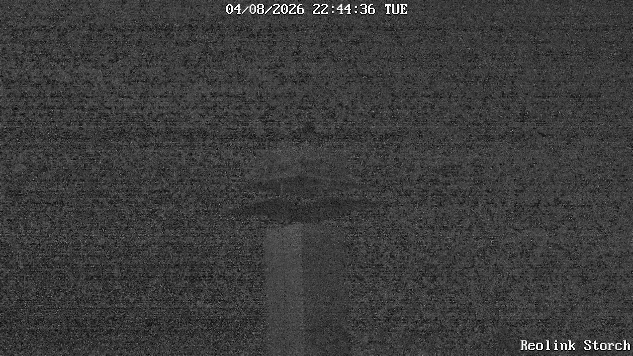Storchencam Bild