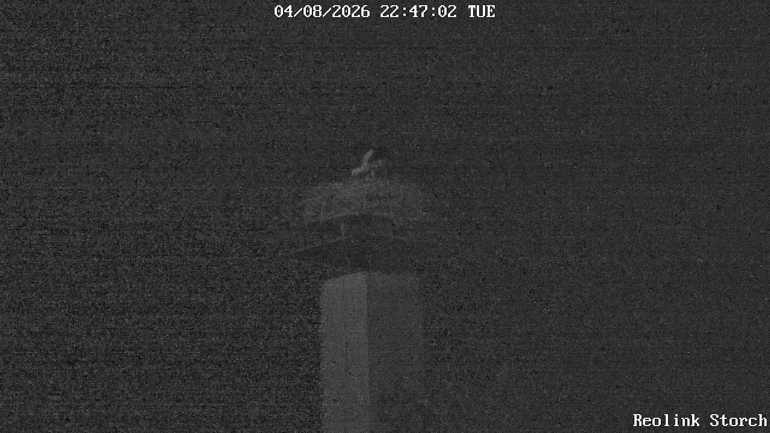 Storchencam Bild