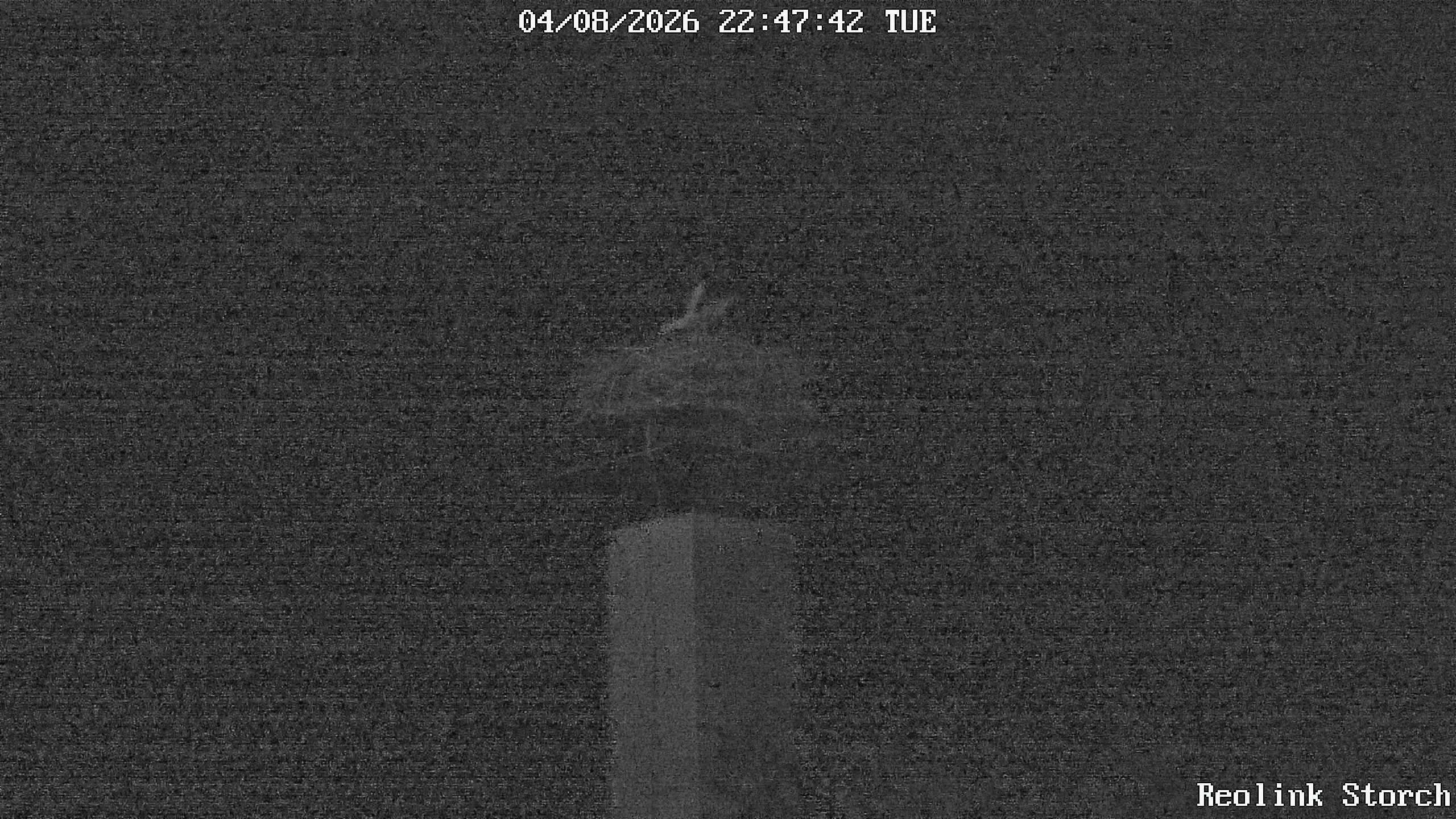 Storchencam Bild