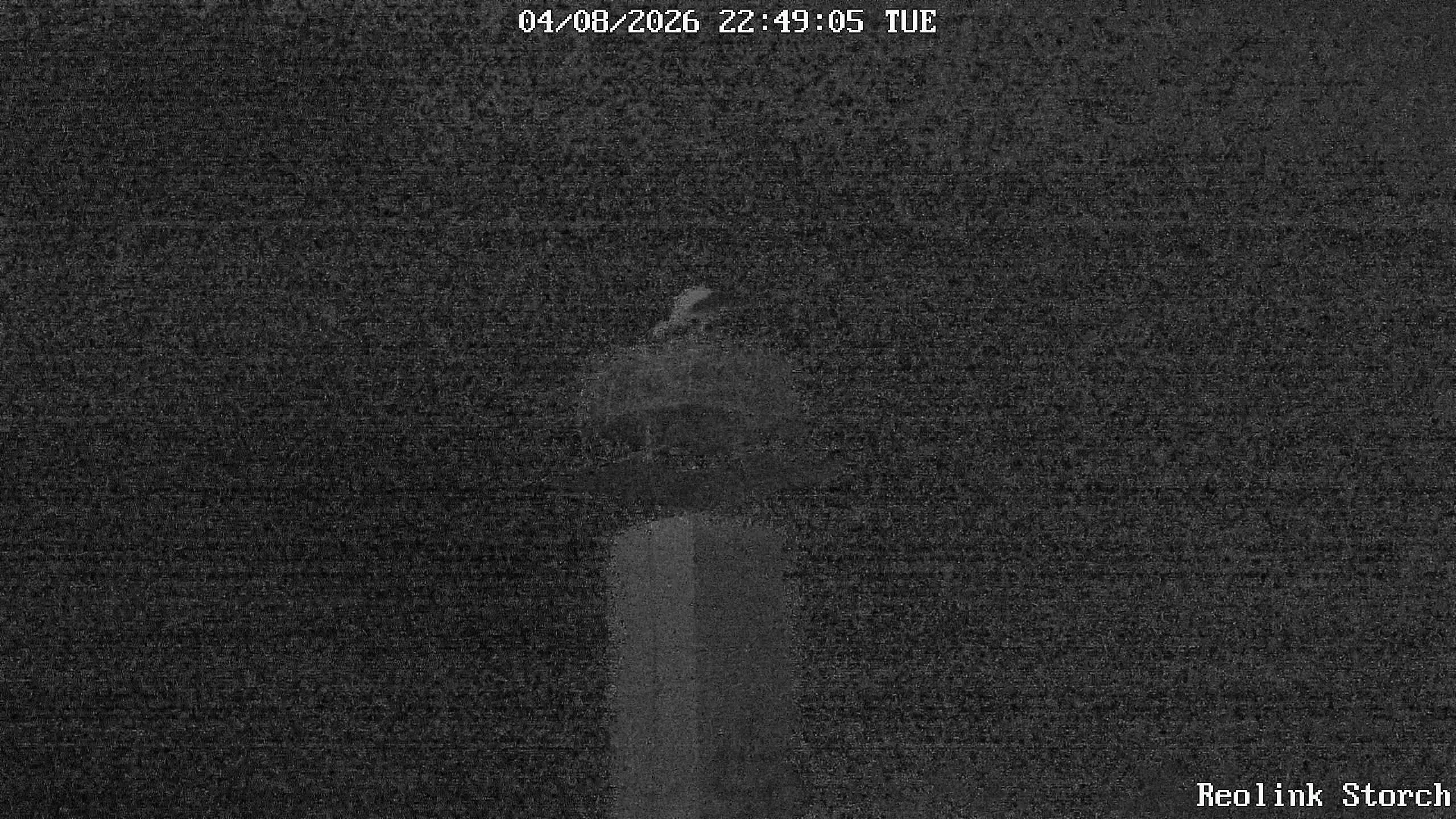 Storchencam Bild