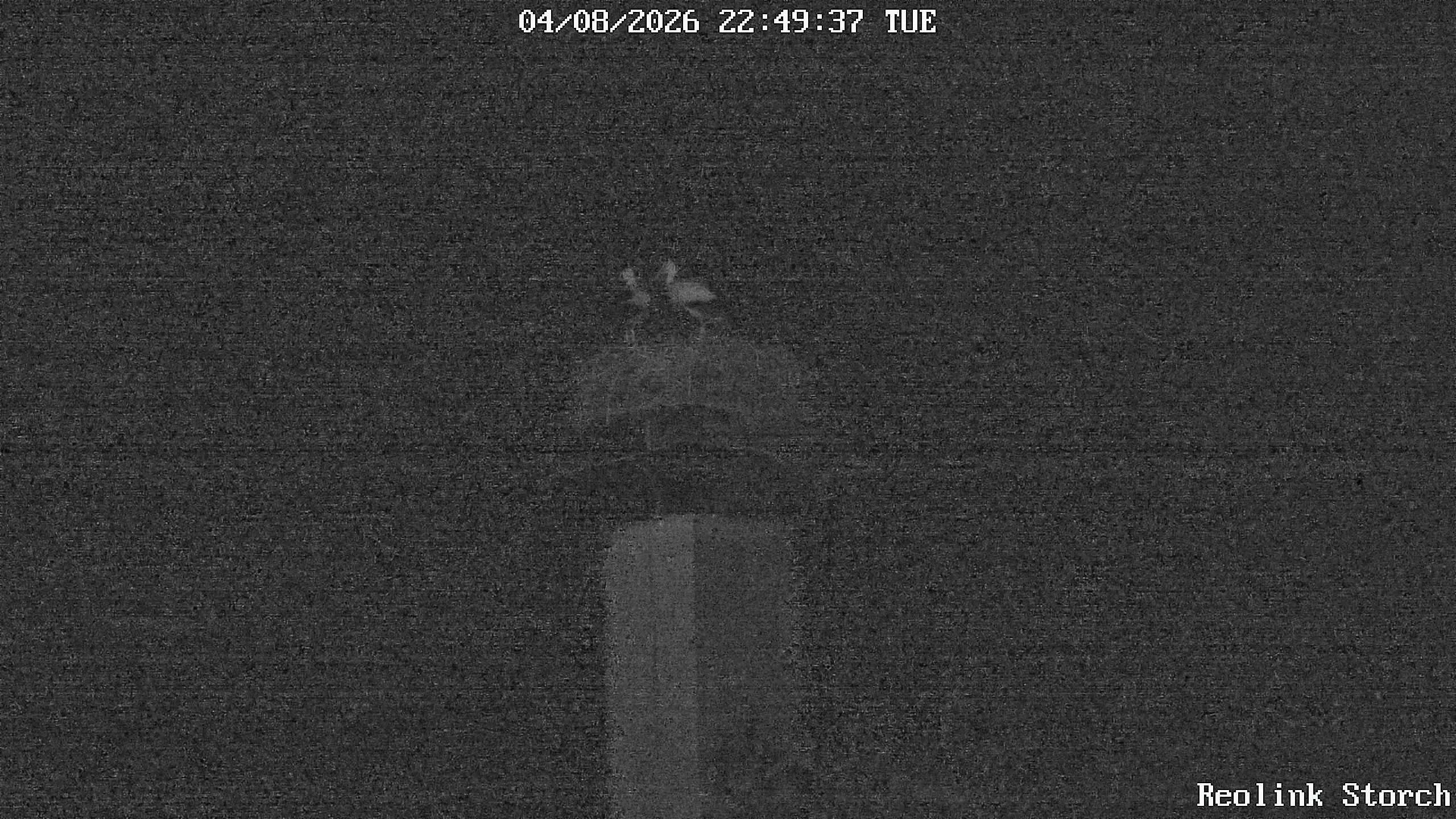 Storchencam Bild