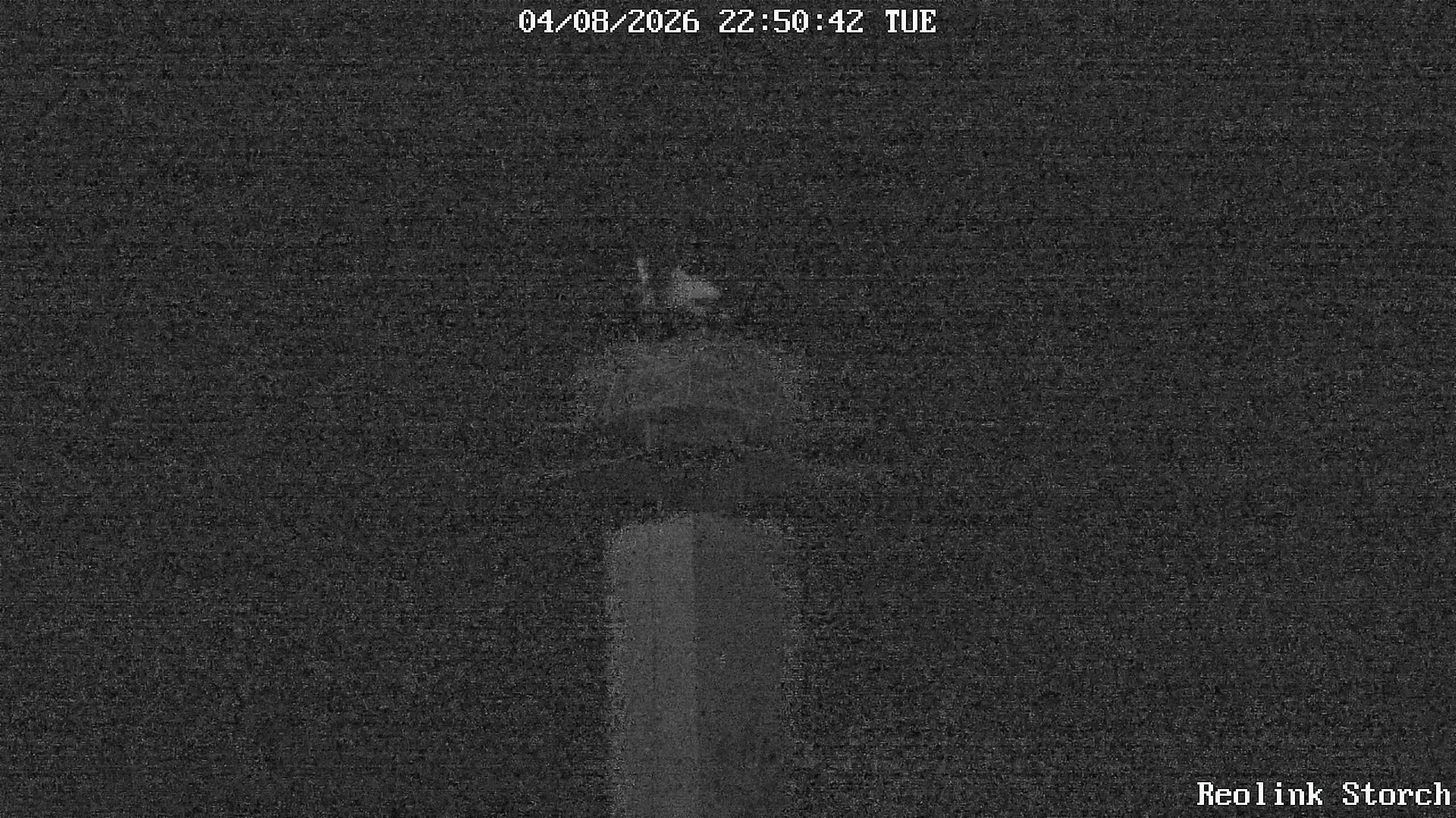 Storchencam Bild
