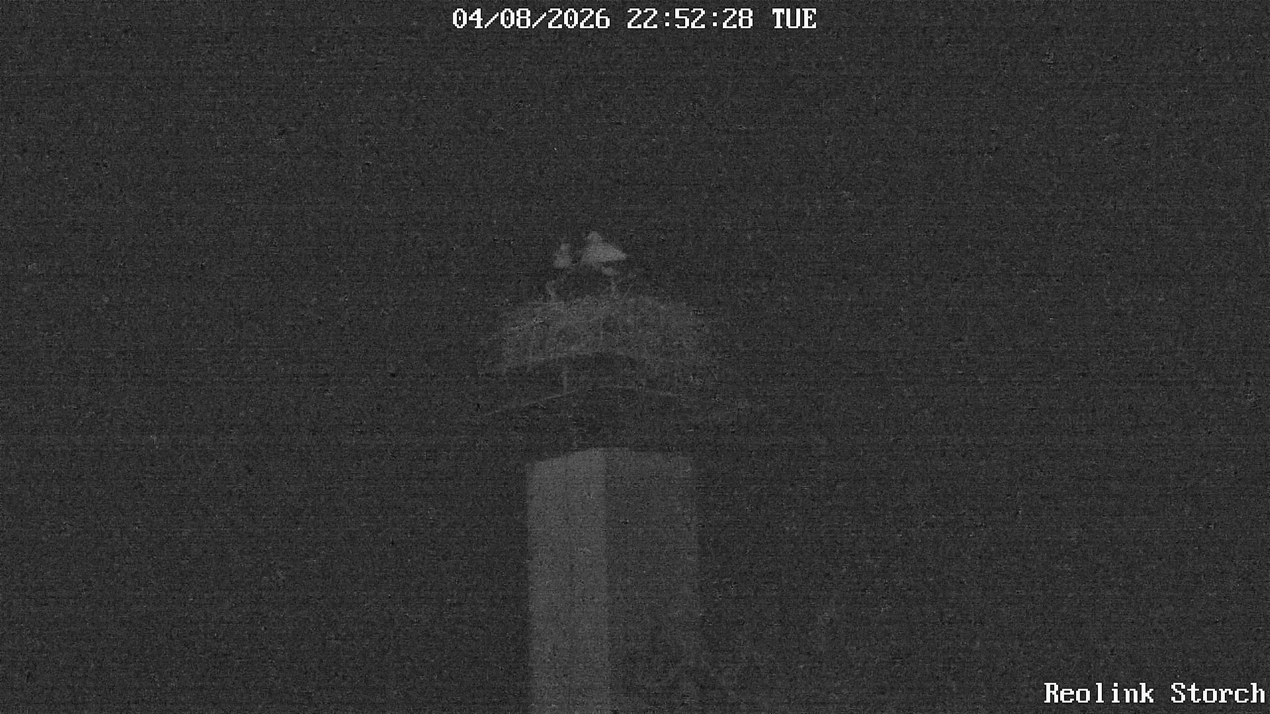 Storchencam Bild