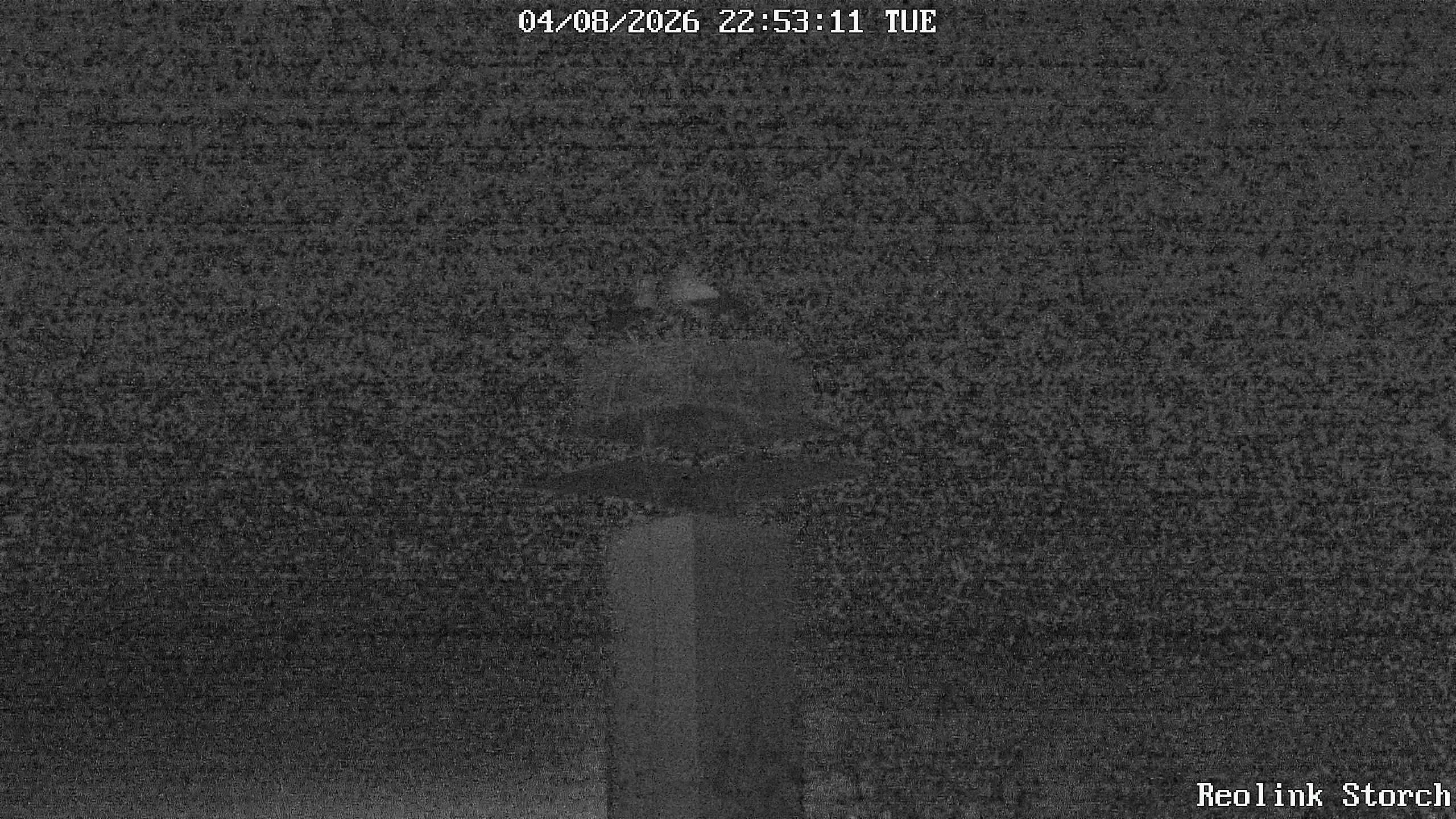 Storchencam Bild