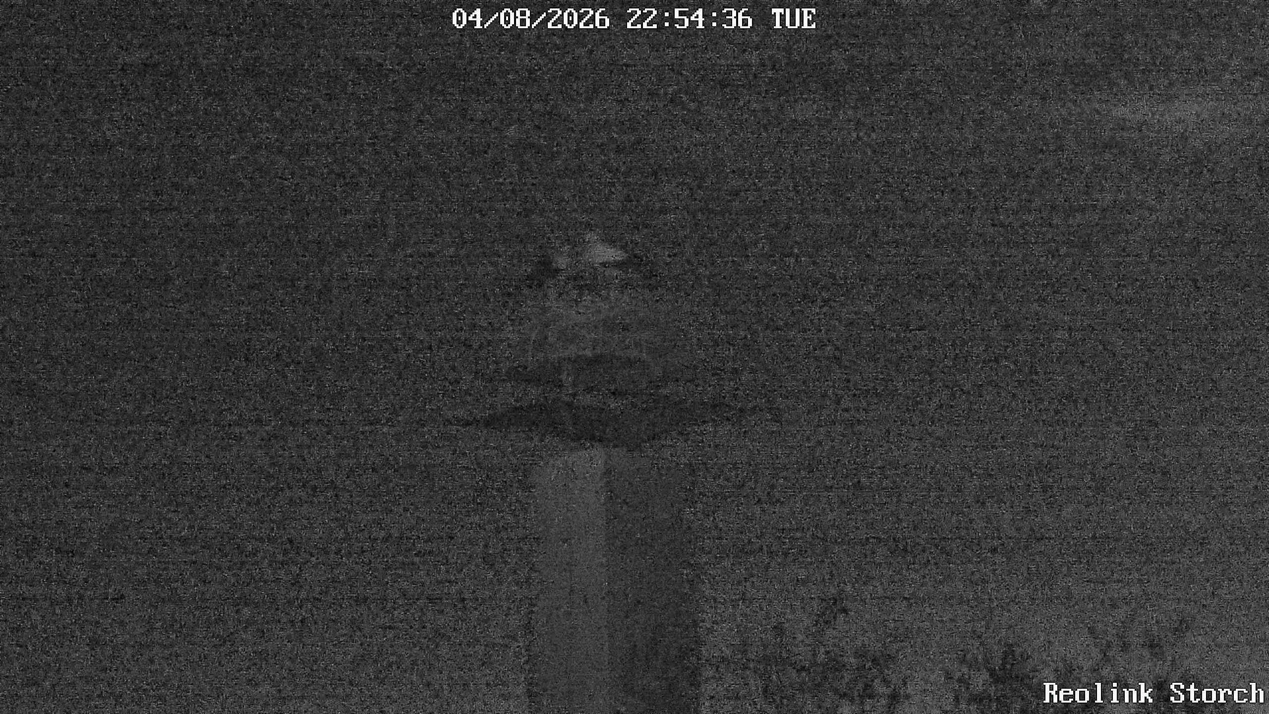 Storchencam Bild